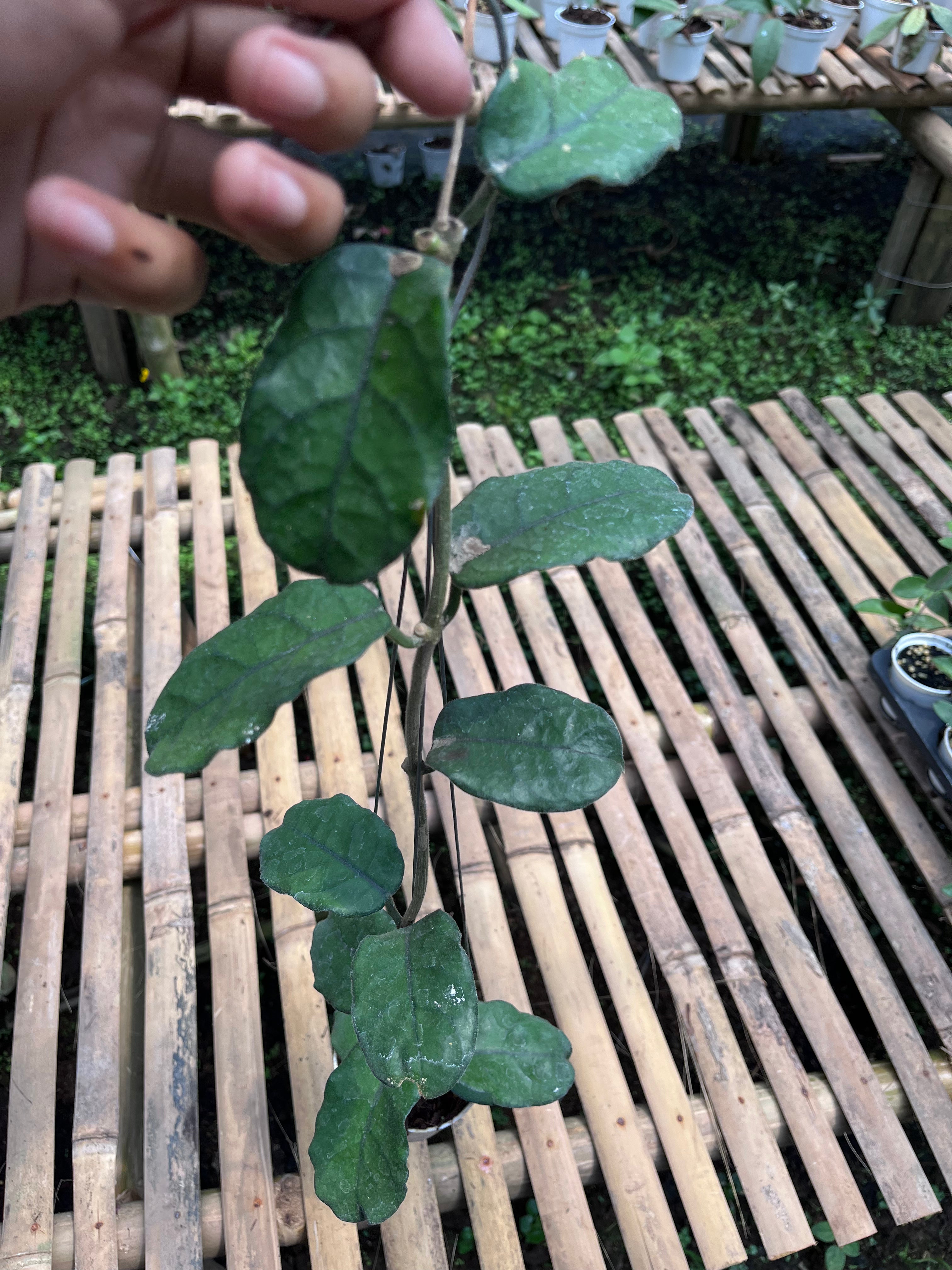 Hoya Villosa 'Cao Dang'