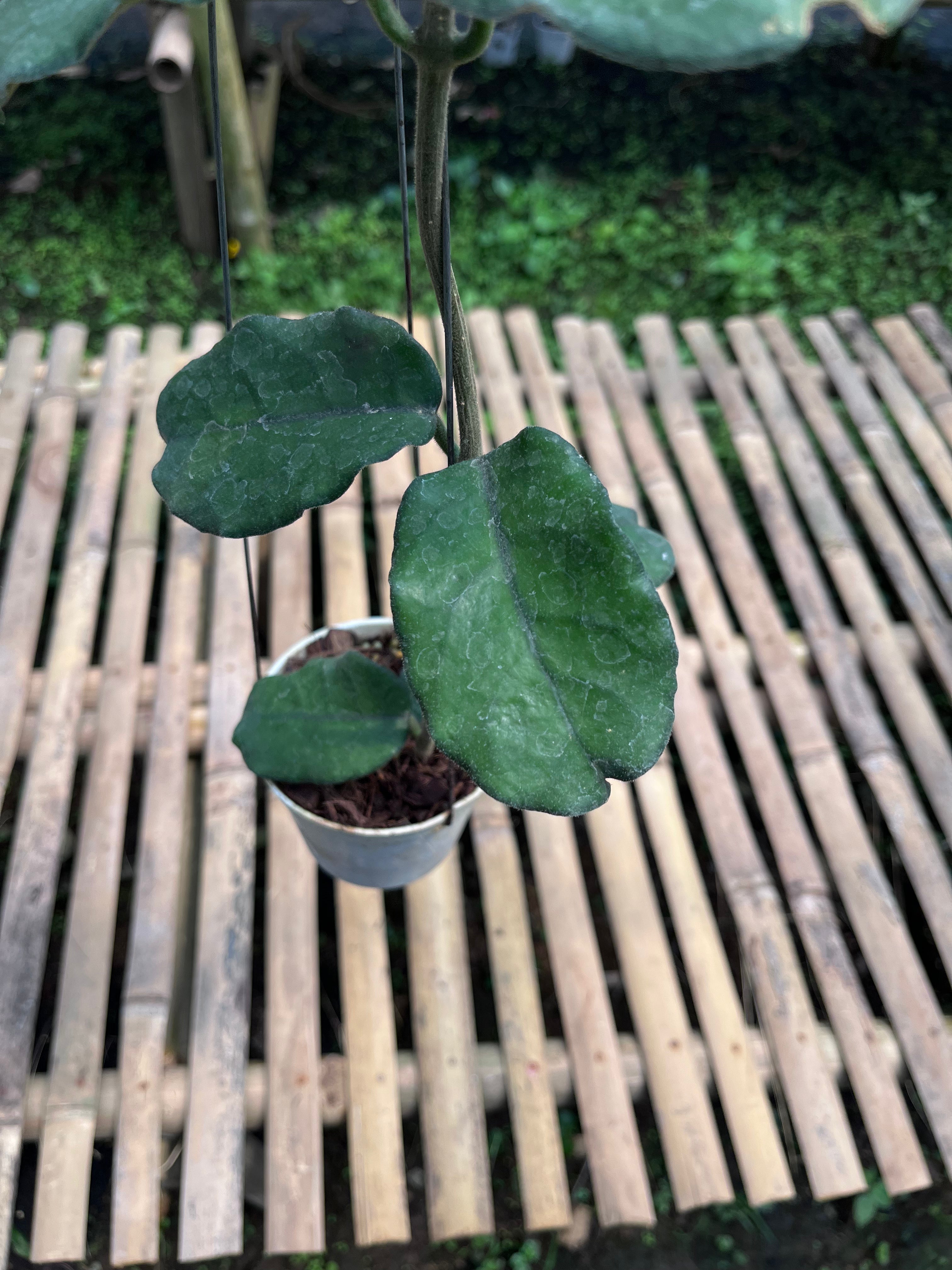 Hoya Villosa 'Cao Dang'