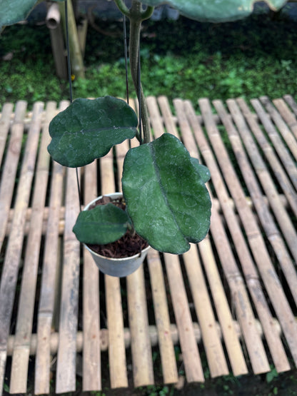 Hoya Villosa 'Cao Dang'