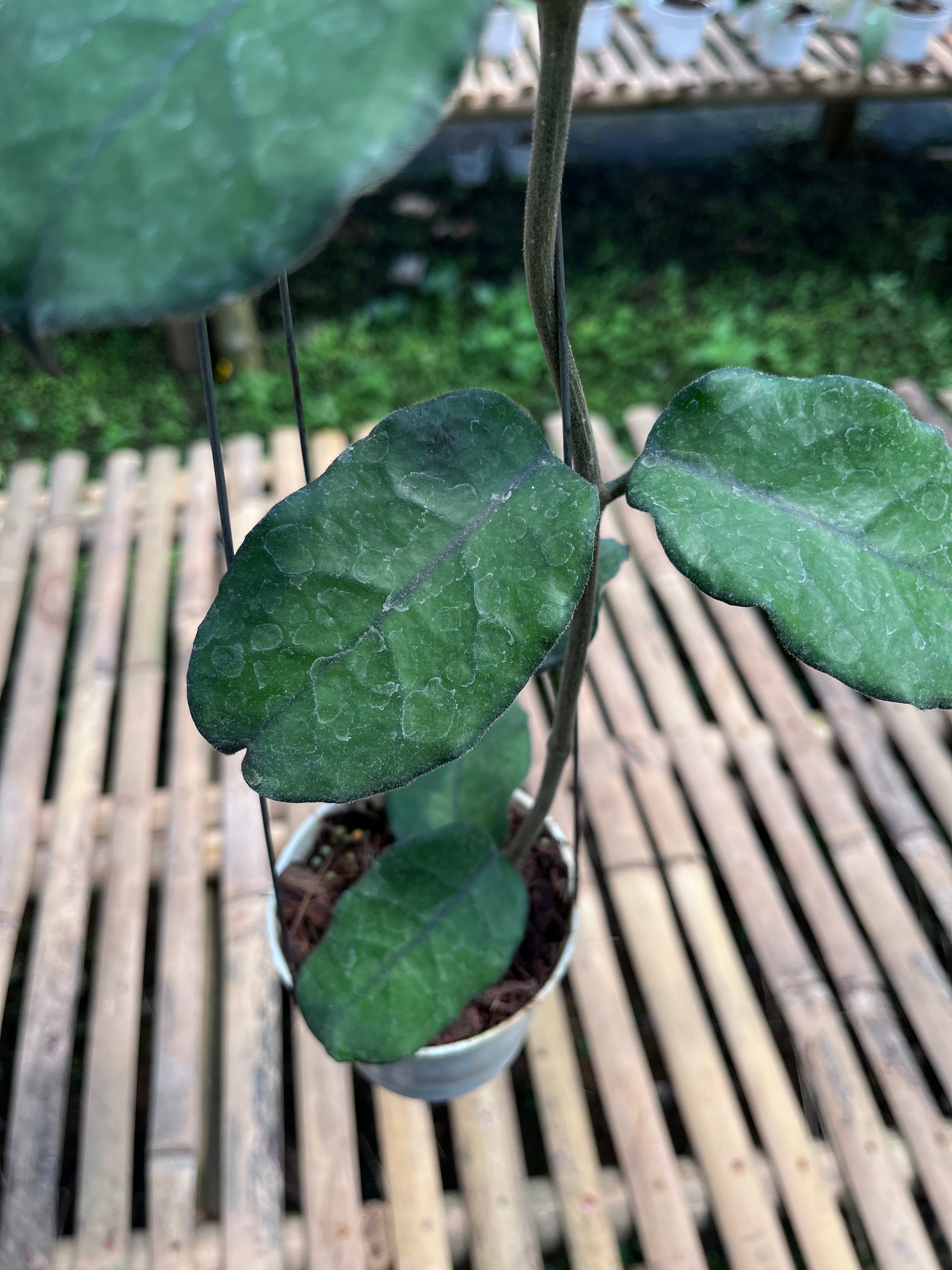 Hoya Villosa 'Cao Dang'