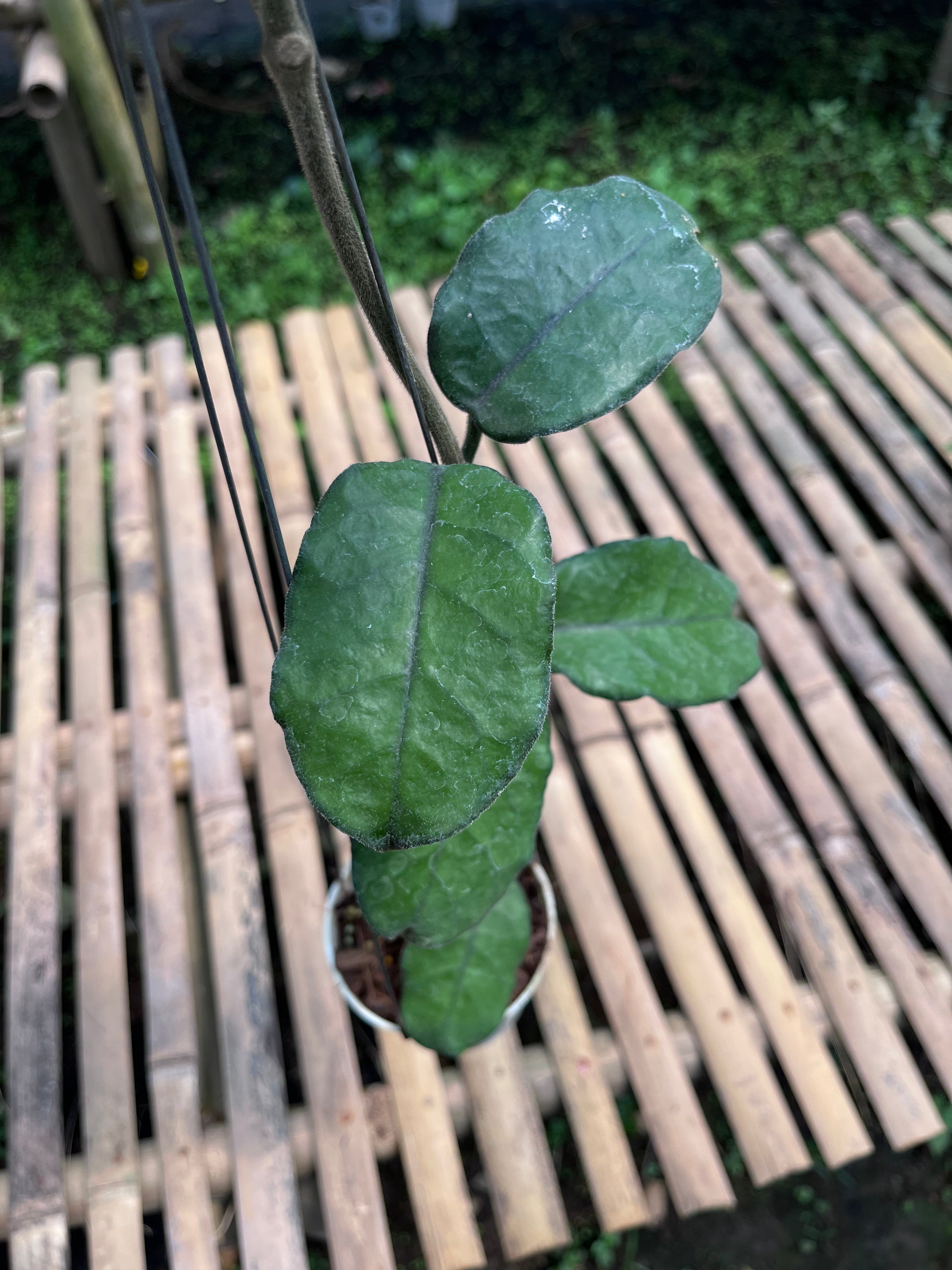 Hoya Villosa 'Cao Dang'