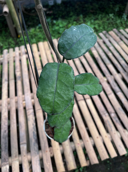 Hoya Villosa 'Cao Dang'