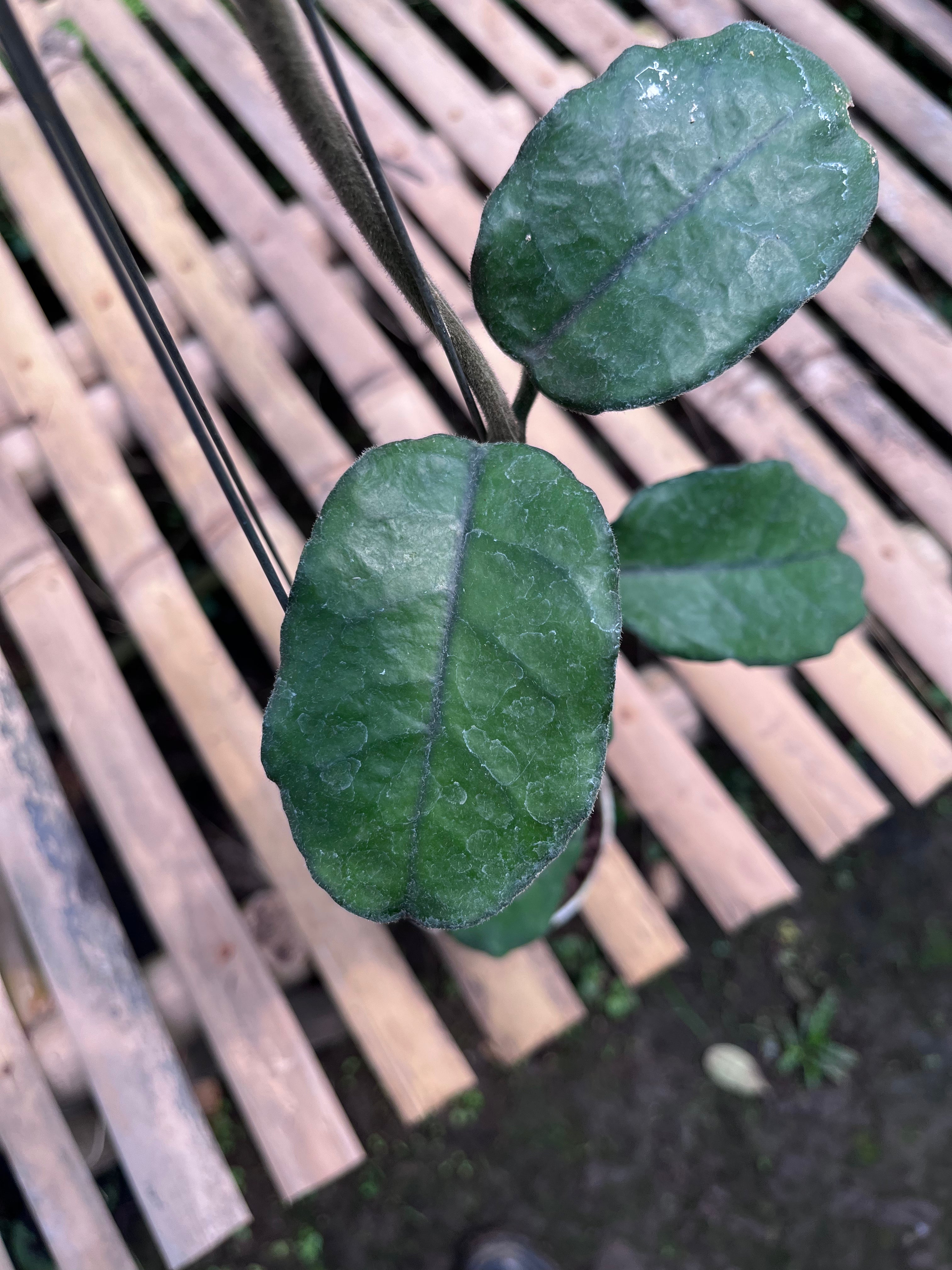 Hoya Villosa 'Cao Dang'