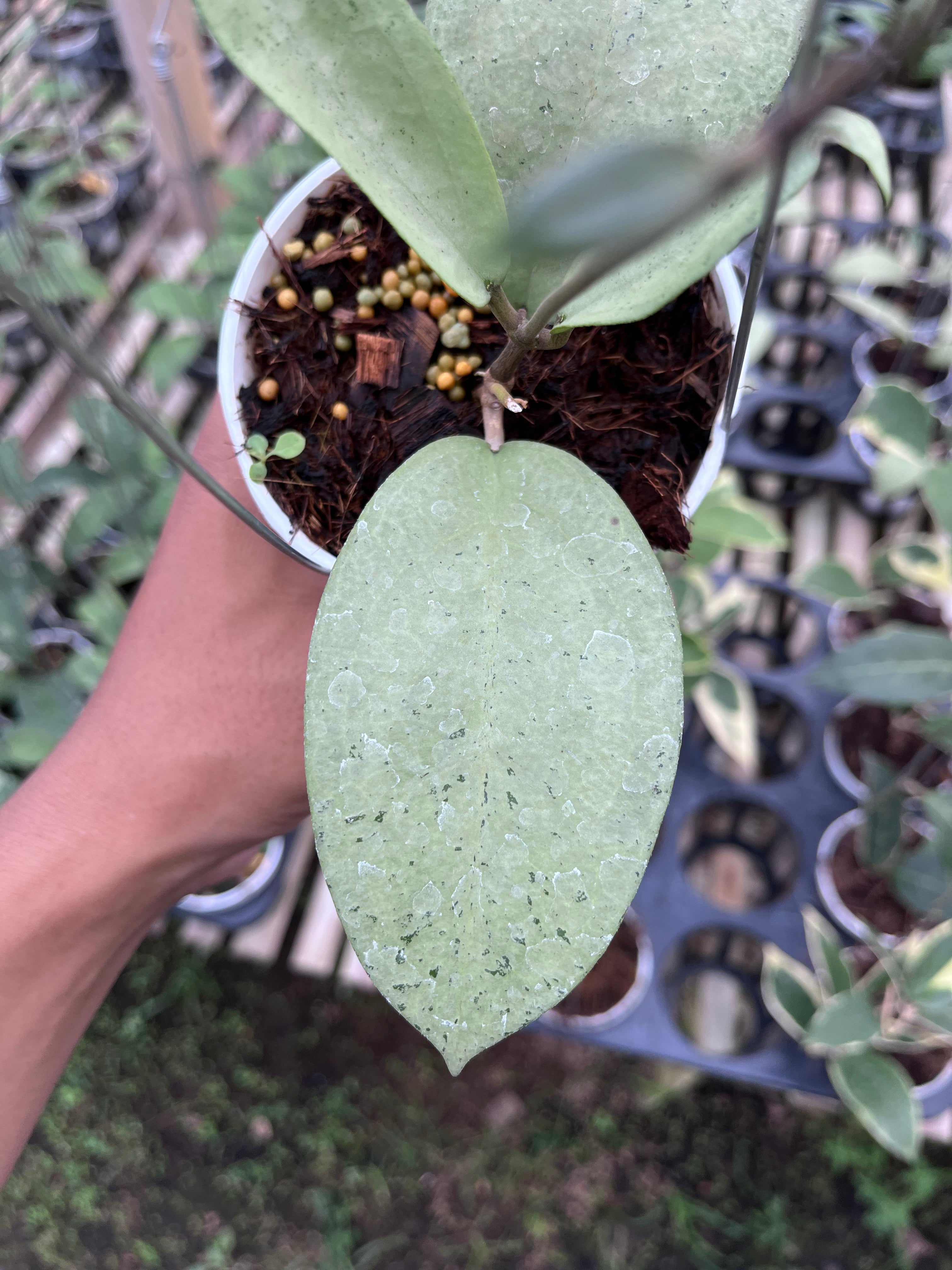 Hoya Menak Sopal