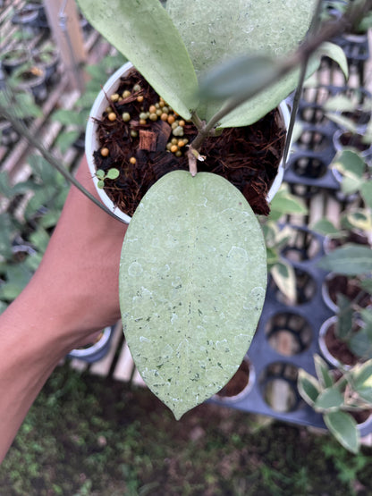 Hoya Menak Sopal
