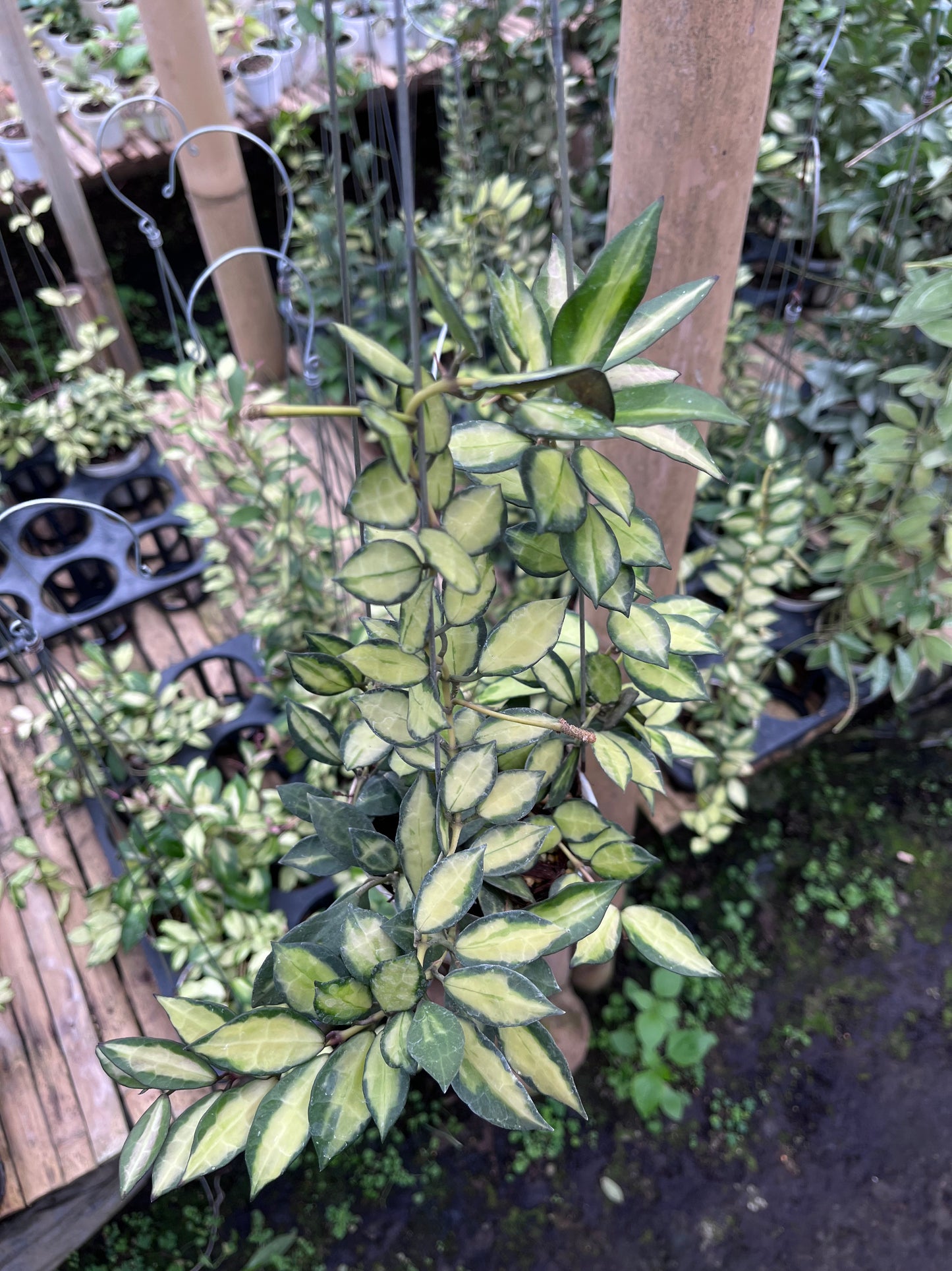 Hoya Lacunosa Midori