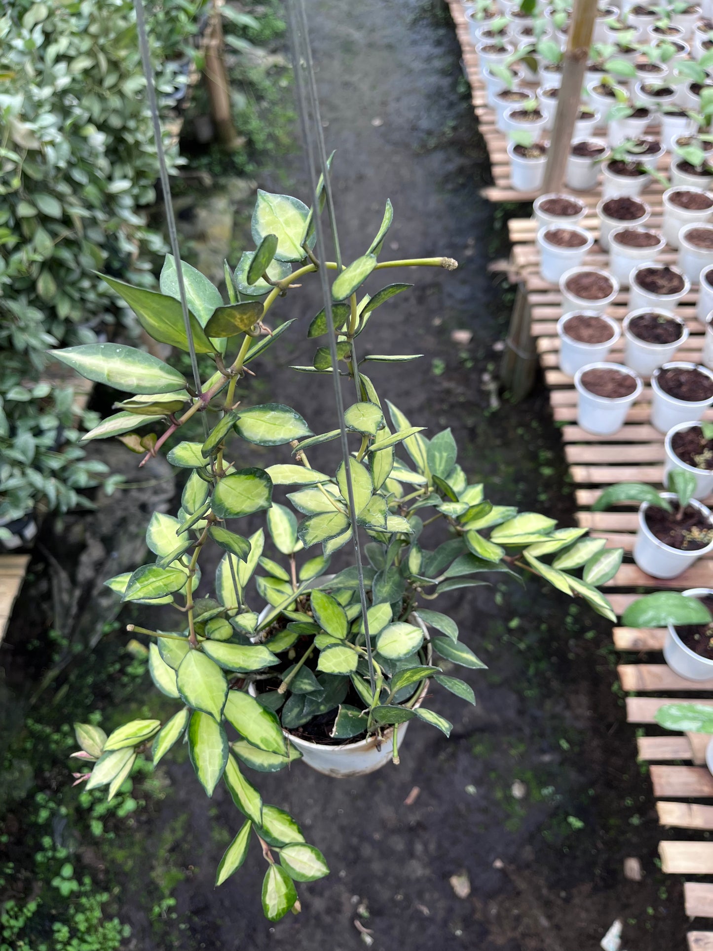 Hoya Lacunosa Midori