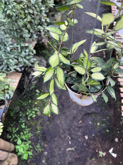Hoya Lacunosa Midori