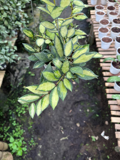 Hoya Lacunosa Midori