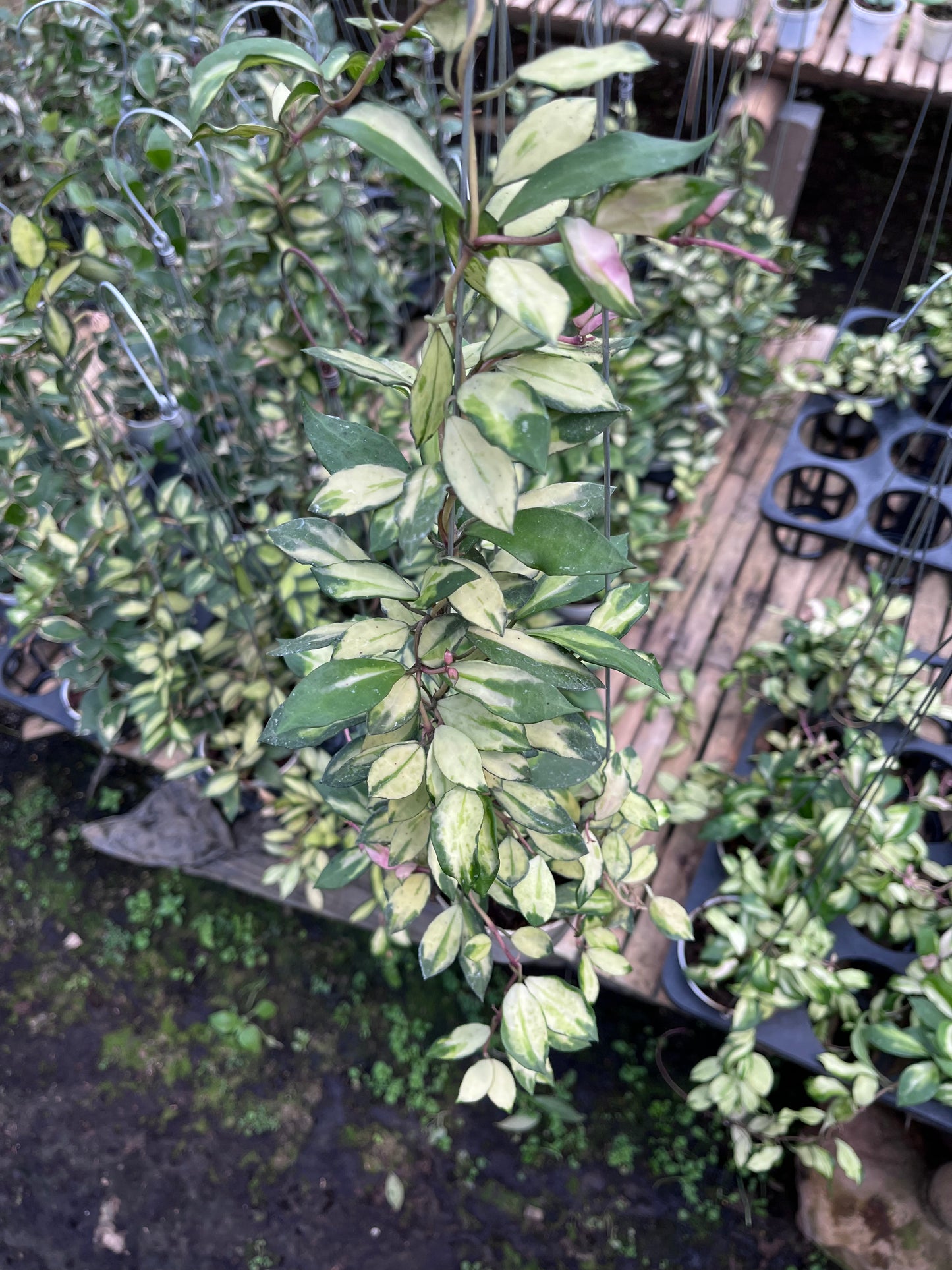 Hoya Lacunosa Minara
