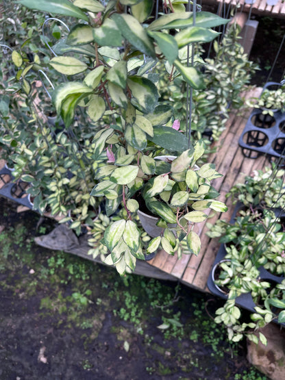 Hoya Lacunosa Minara