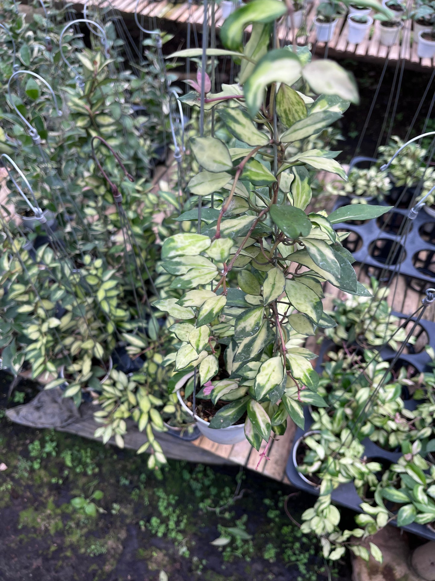 Hoya Lacunosa Minara