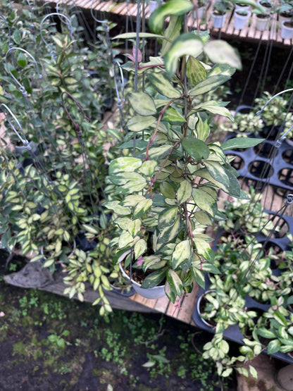 Hoya Lacunosa Minara