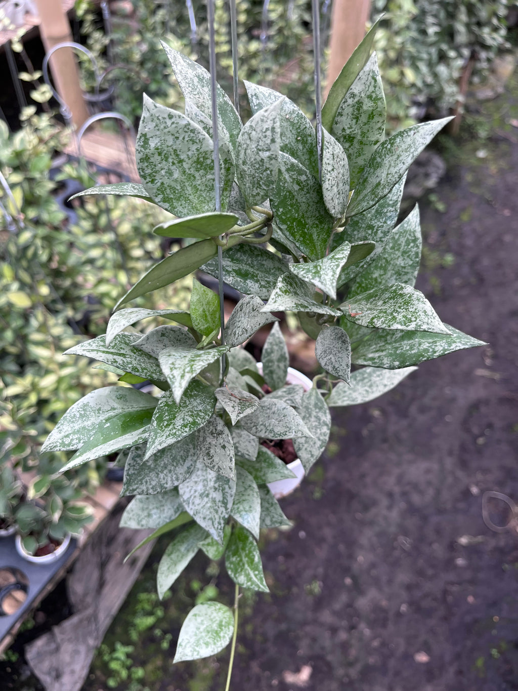 Hoya Lacunosa Green Mint