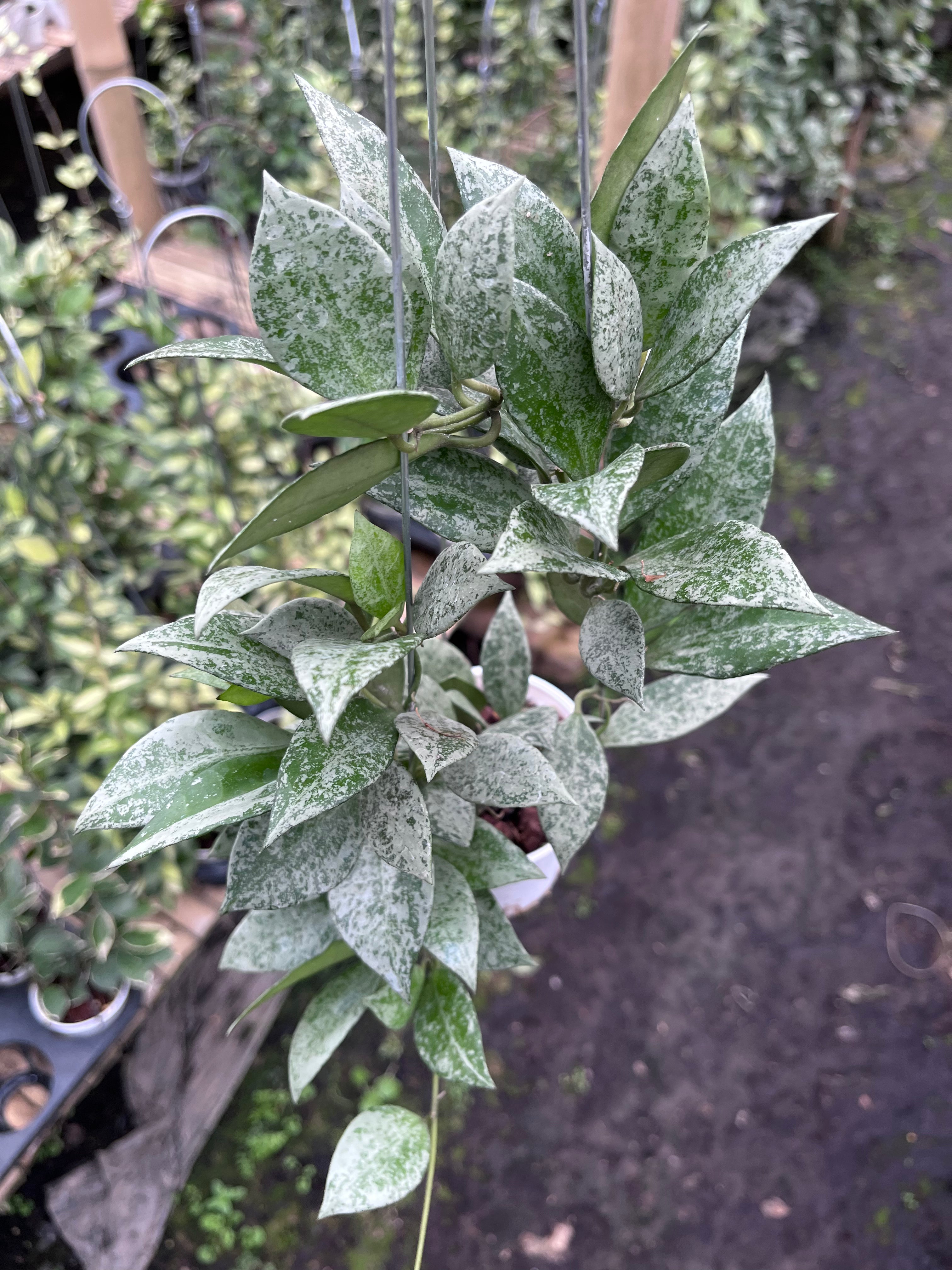 Hoya Lacunosa Green Mint