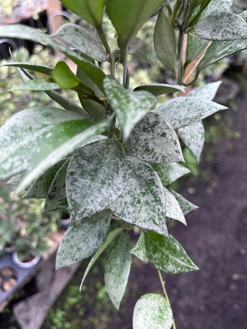 Hoya Lacunosa Green Mint