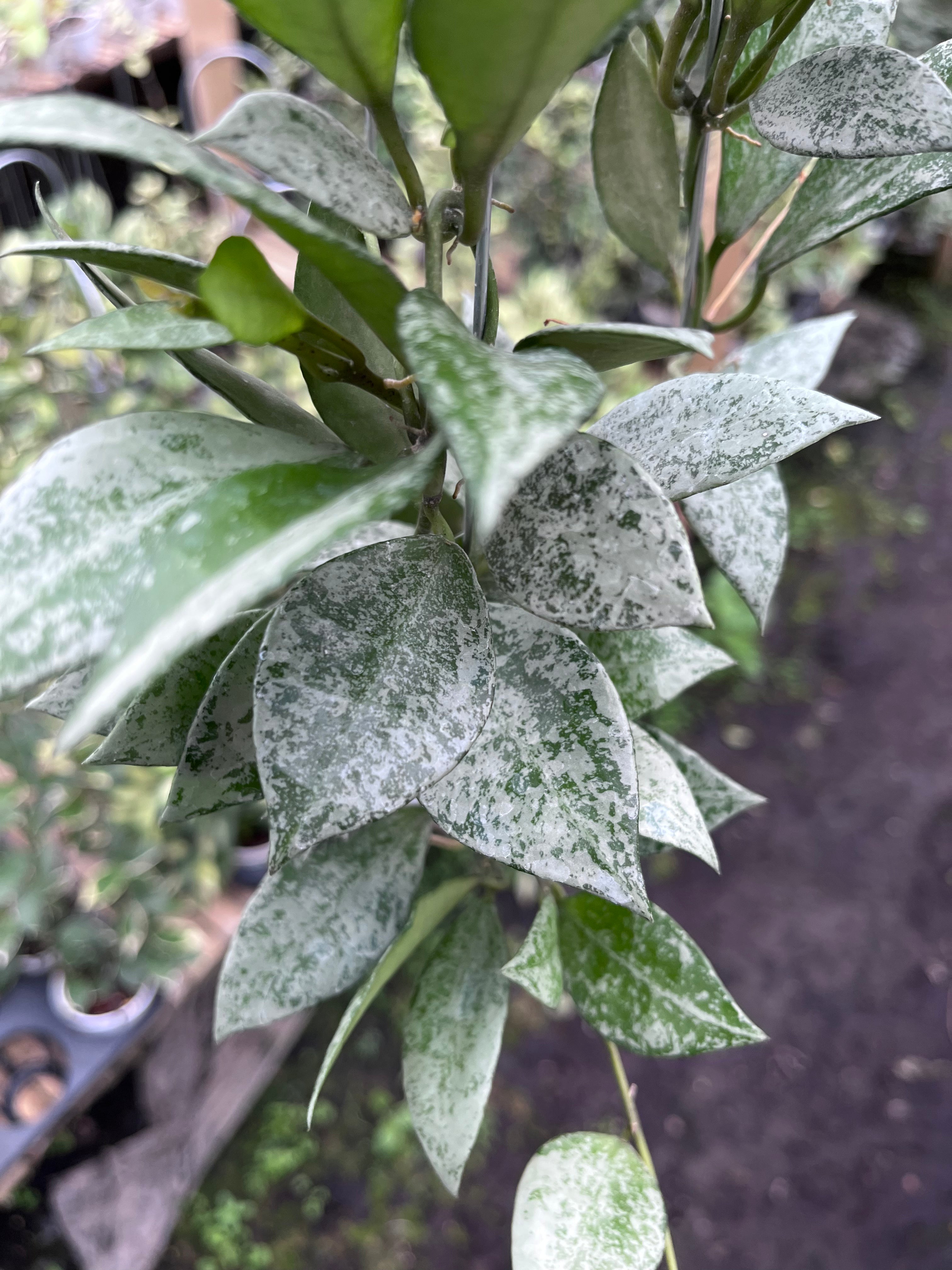 Hoya Lacunosa Green Mint