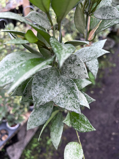 Hoya Lacunosa Green Mint