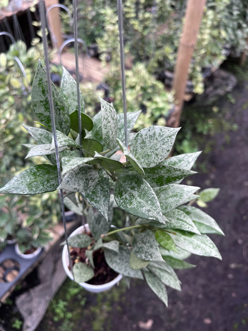 Hoya Lacunosa Green Mint