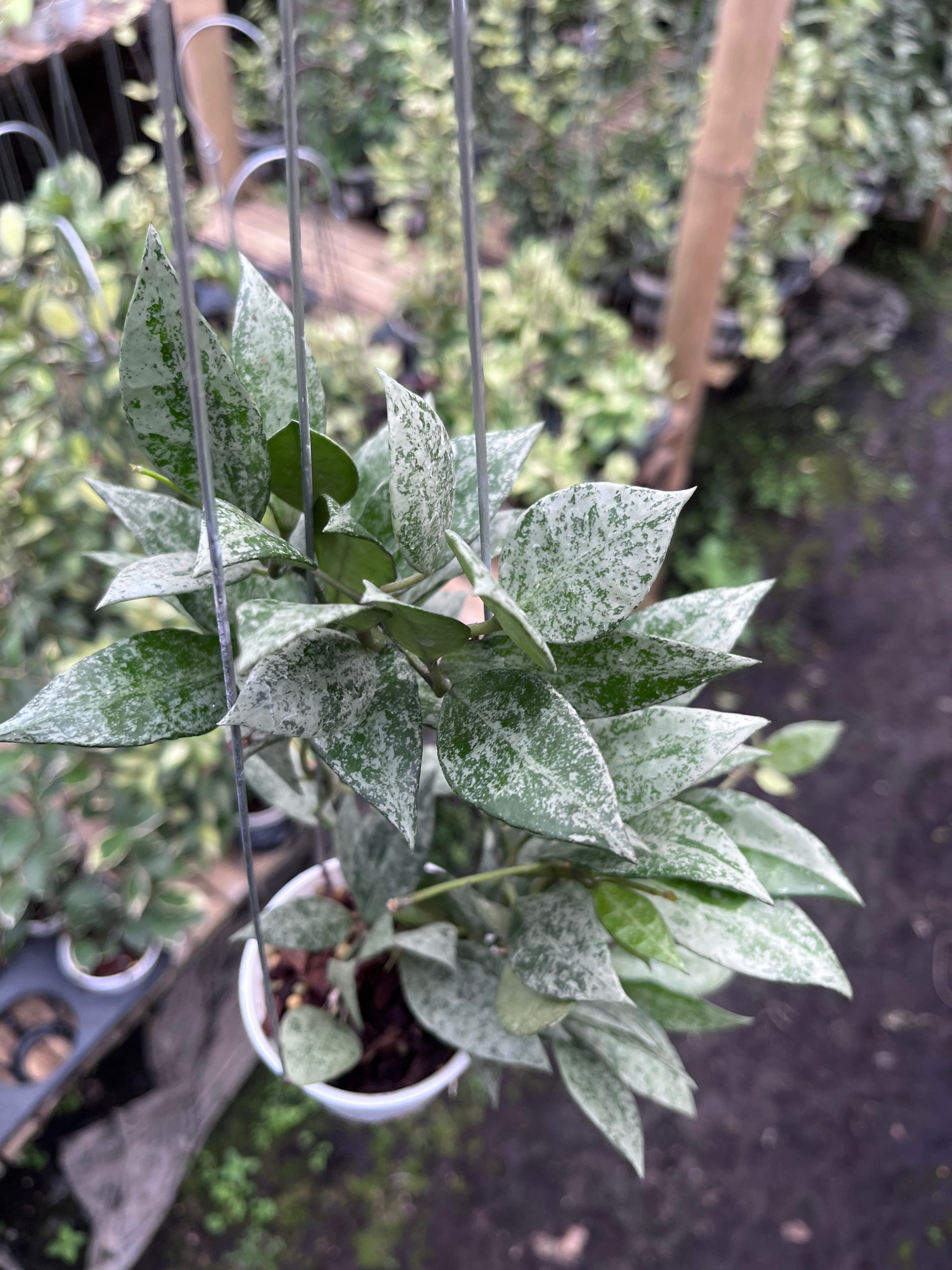Hoya Lacunosa Green Mint