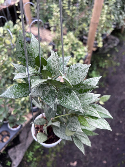 Hoya Lacunosa Green Mint