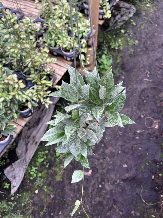 Hoya Lacunosa Green Mint
