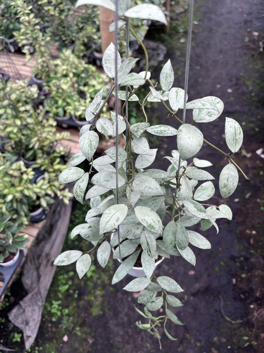 Hoya Lacunosa Sulcata