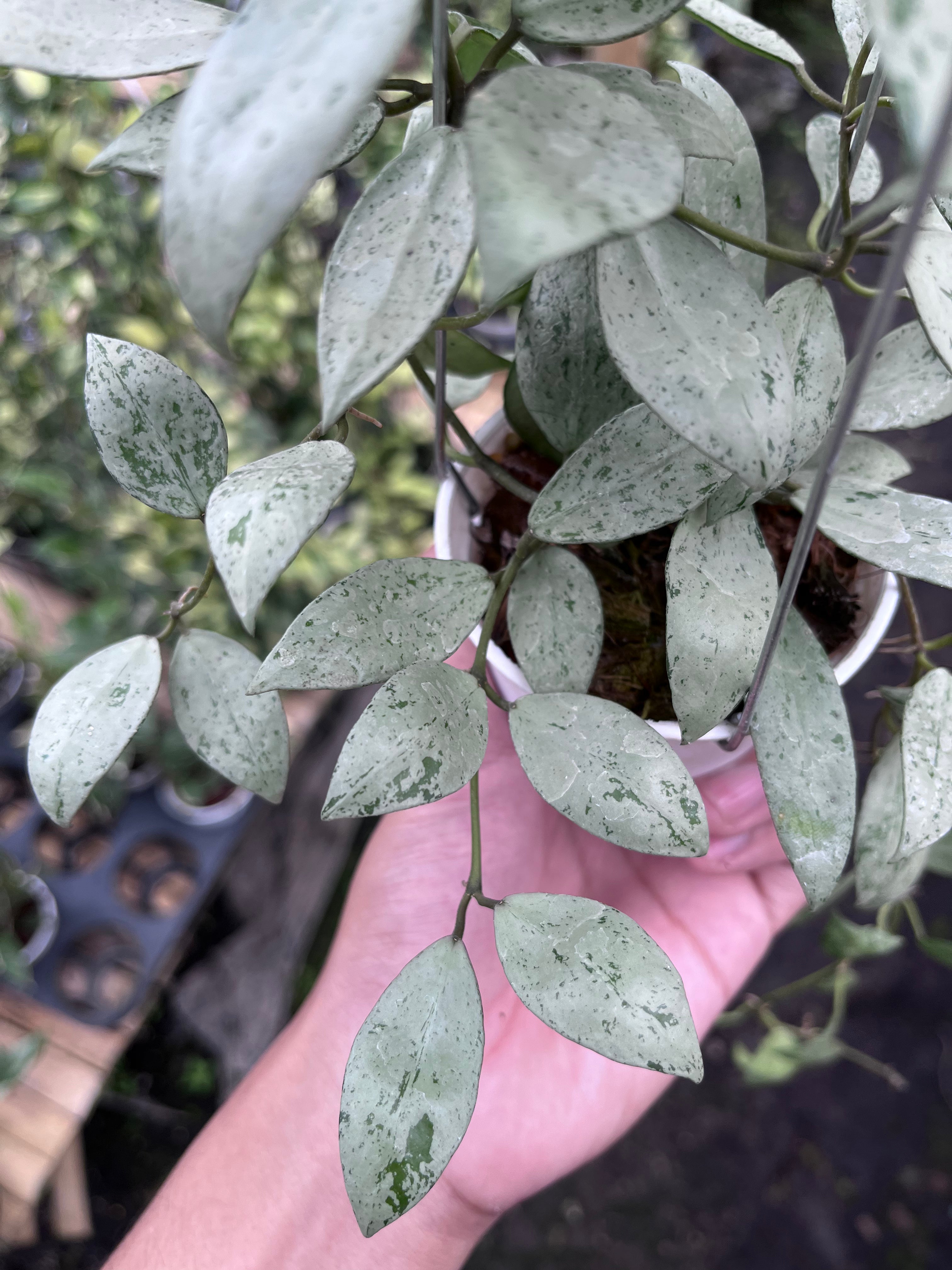 Hoya Lacunosa Sulcata