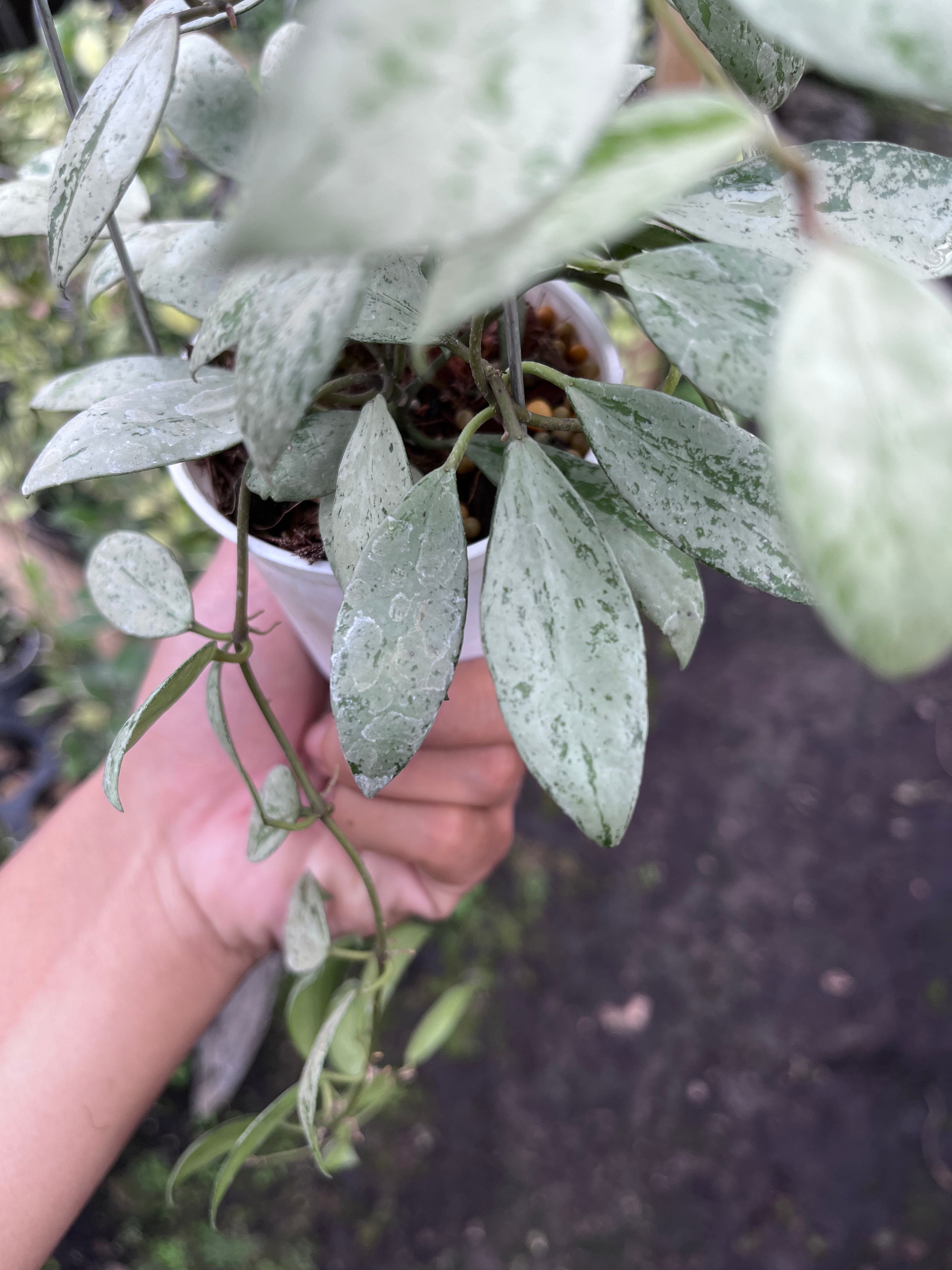 Hoya Lacunosa Sulcata