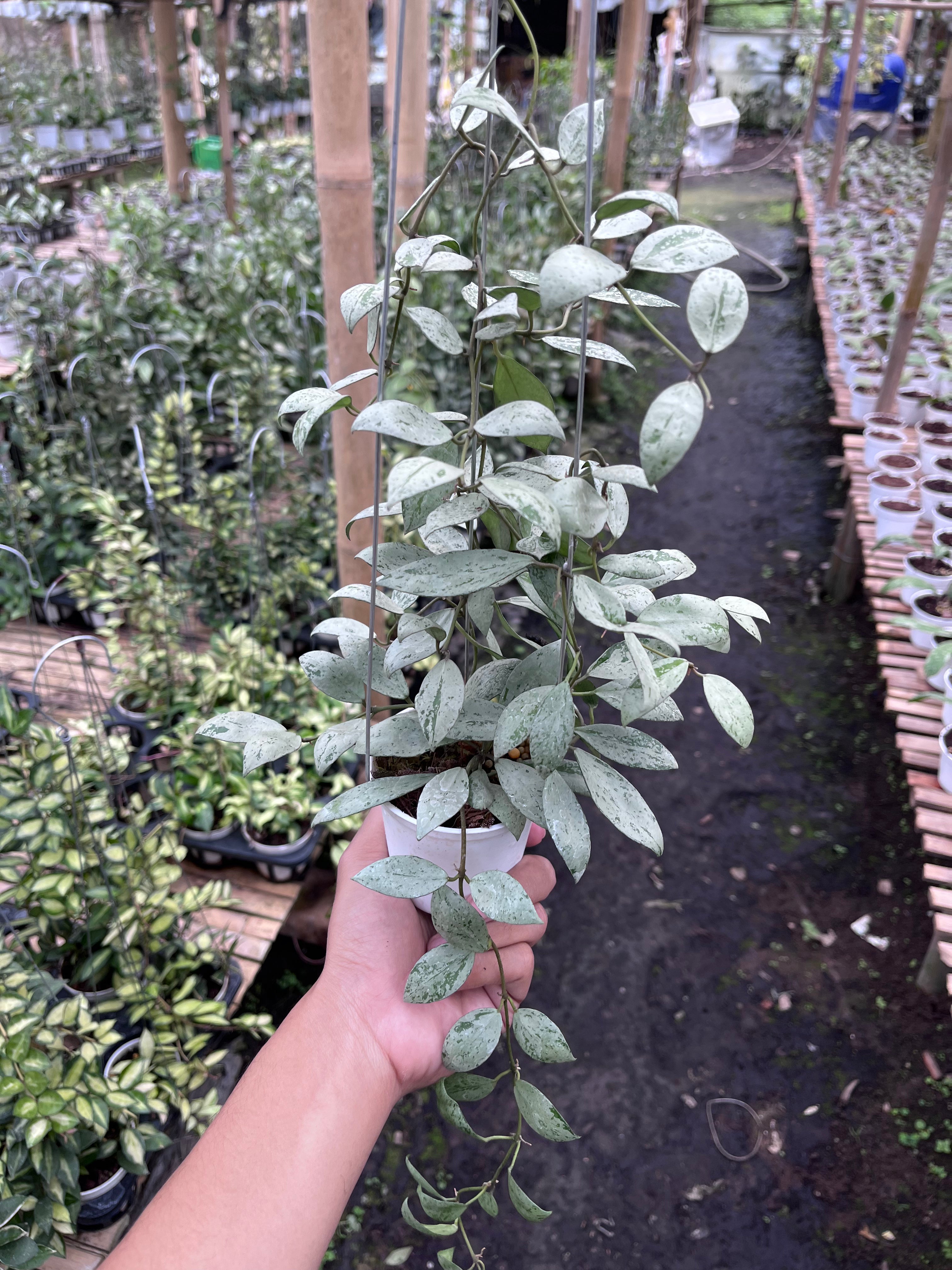 Hoya Lacunosa Sulcata