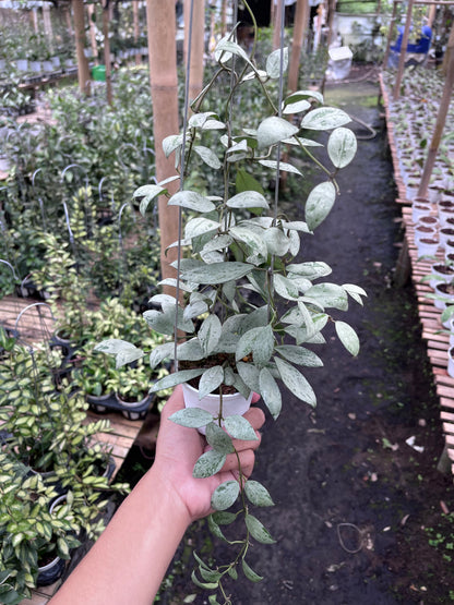 Hoya Lacunosa Sulcata