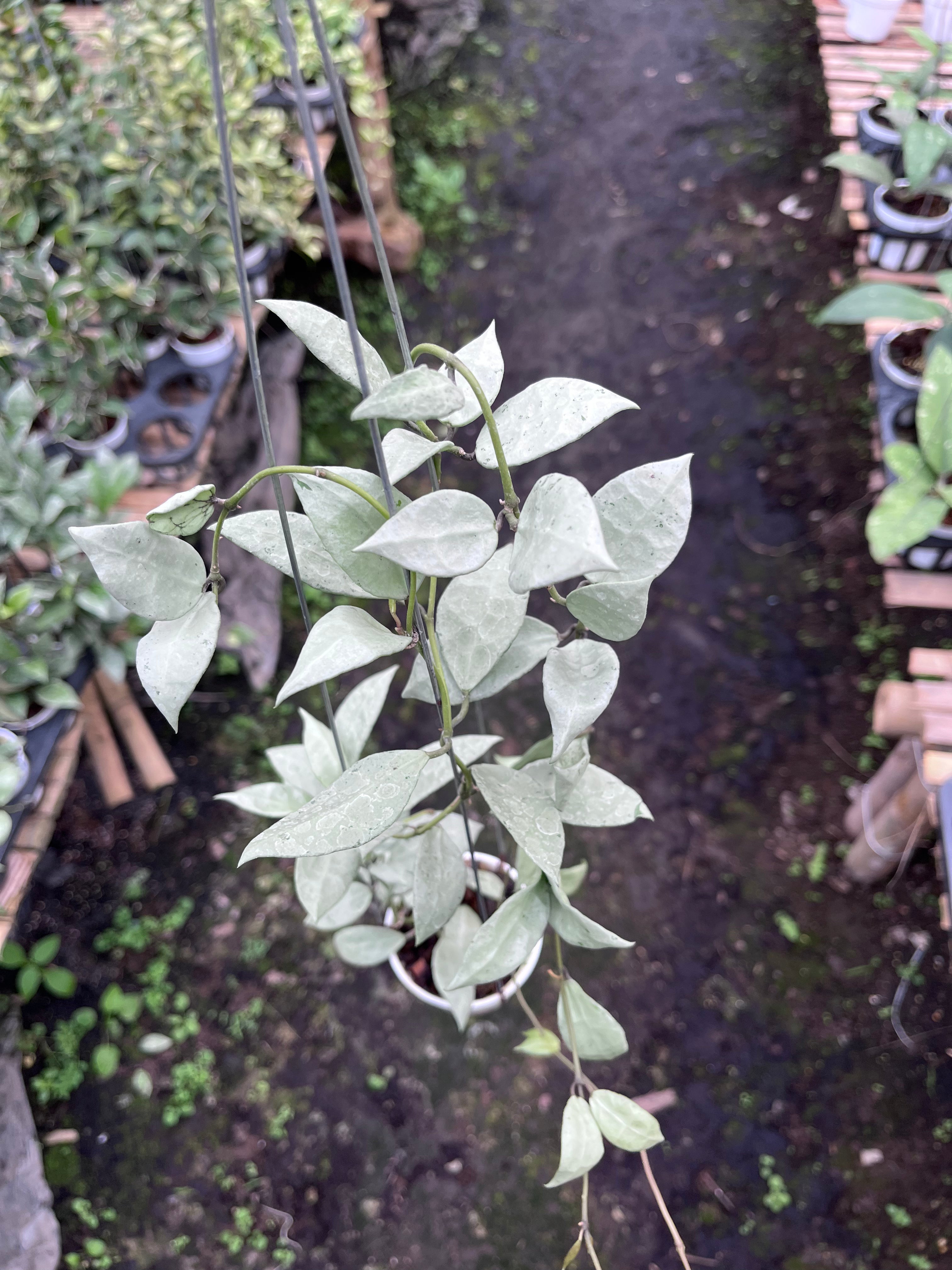 Hoya Lacunosa Heart Shape Leaf