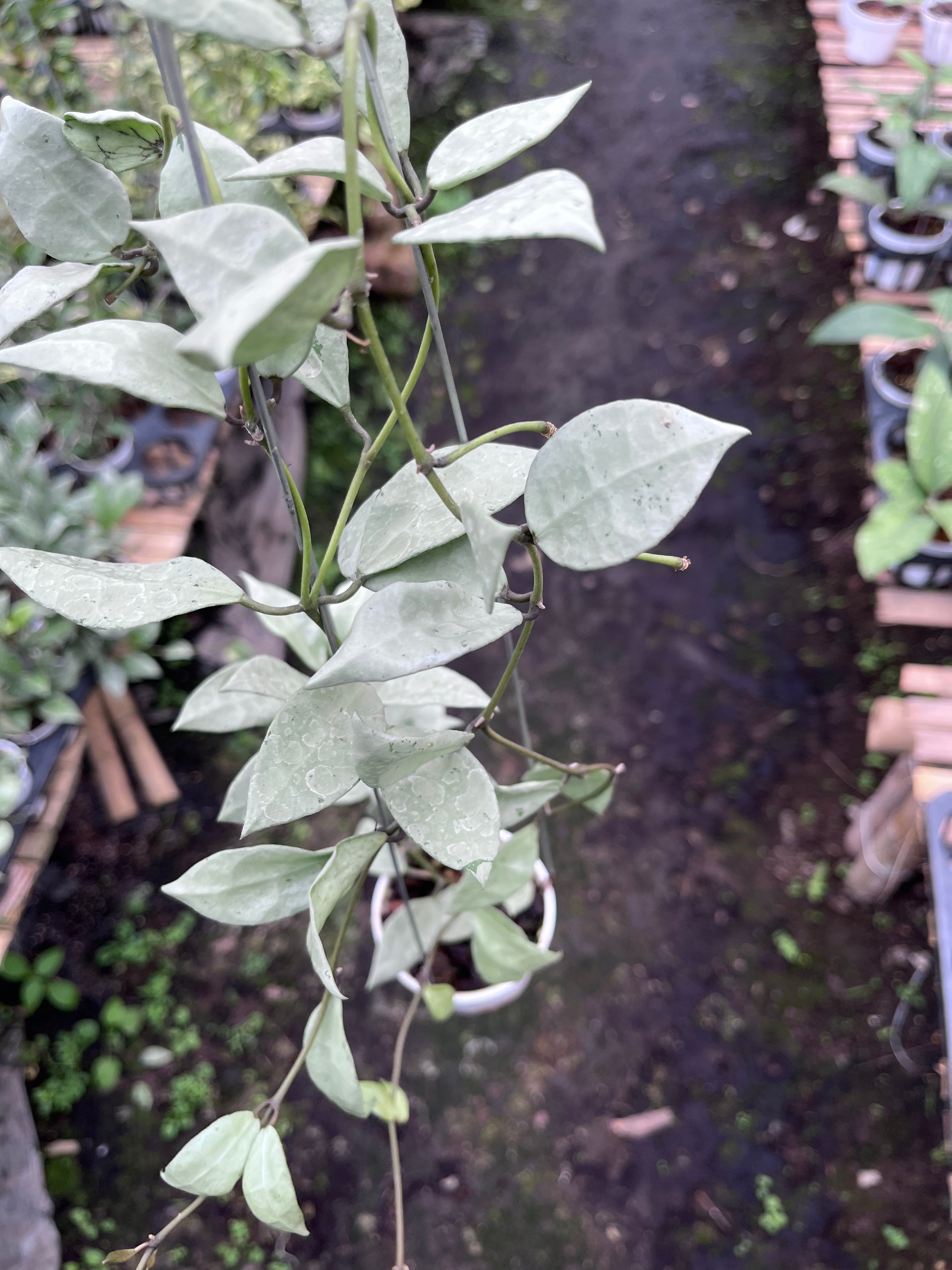 Hoya Lacunosa Heart Shape Leaf