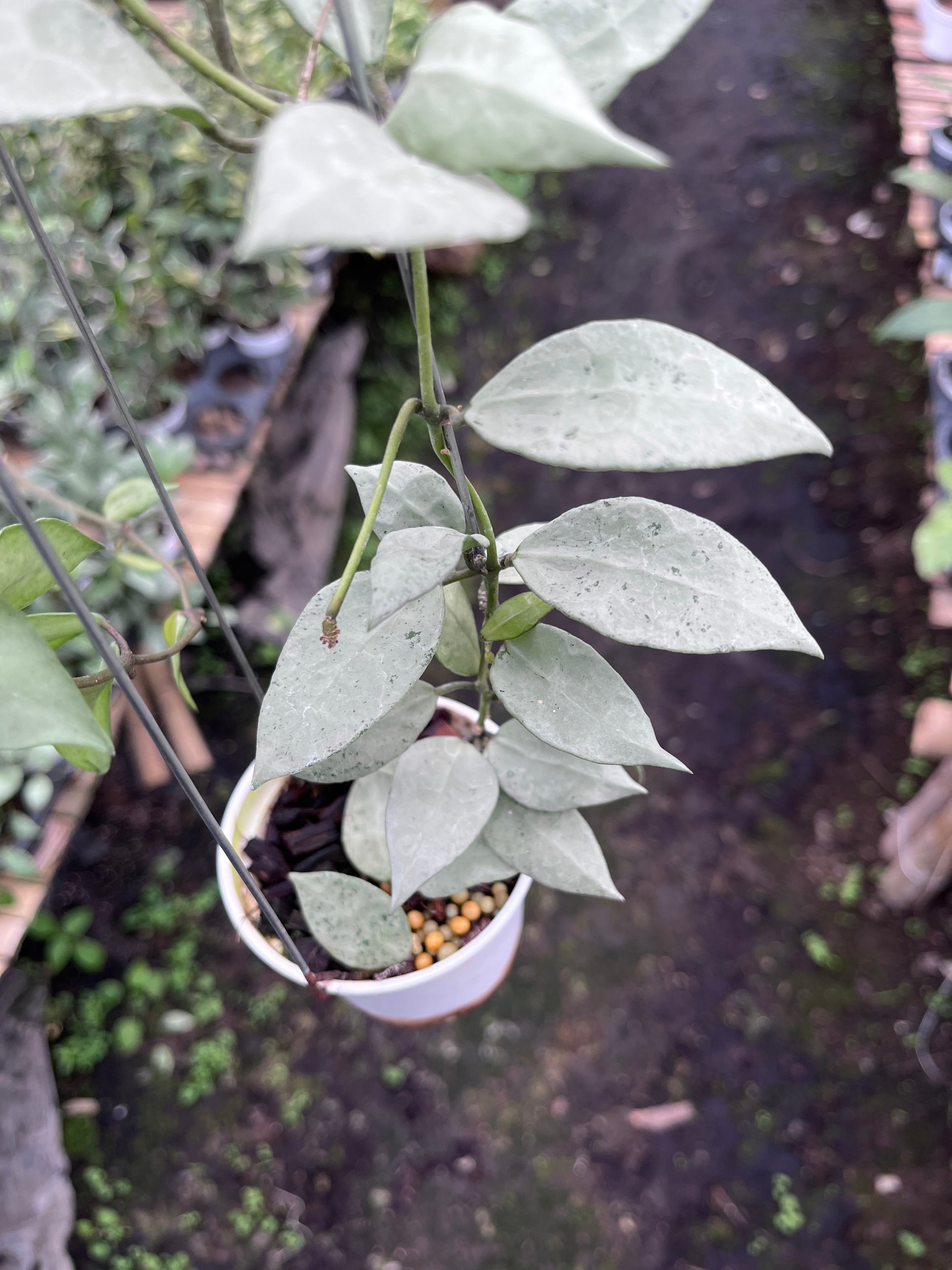 Hoya Lacunosa Heart Shape Leaf