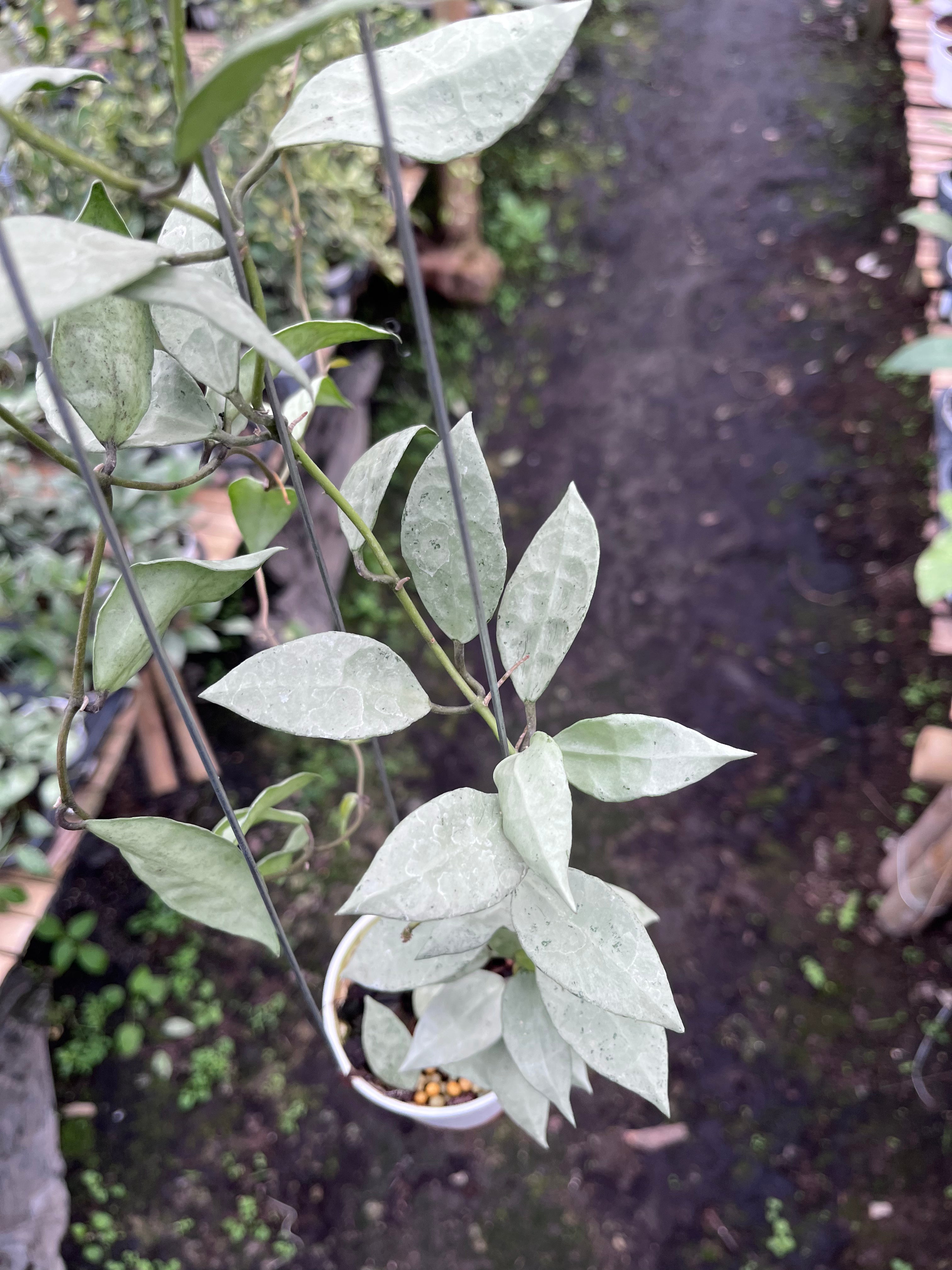 Hoya Lacunosa Heart Shape Leaf