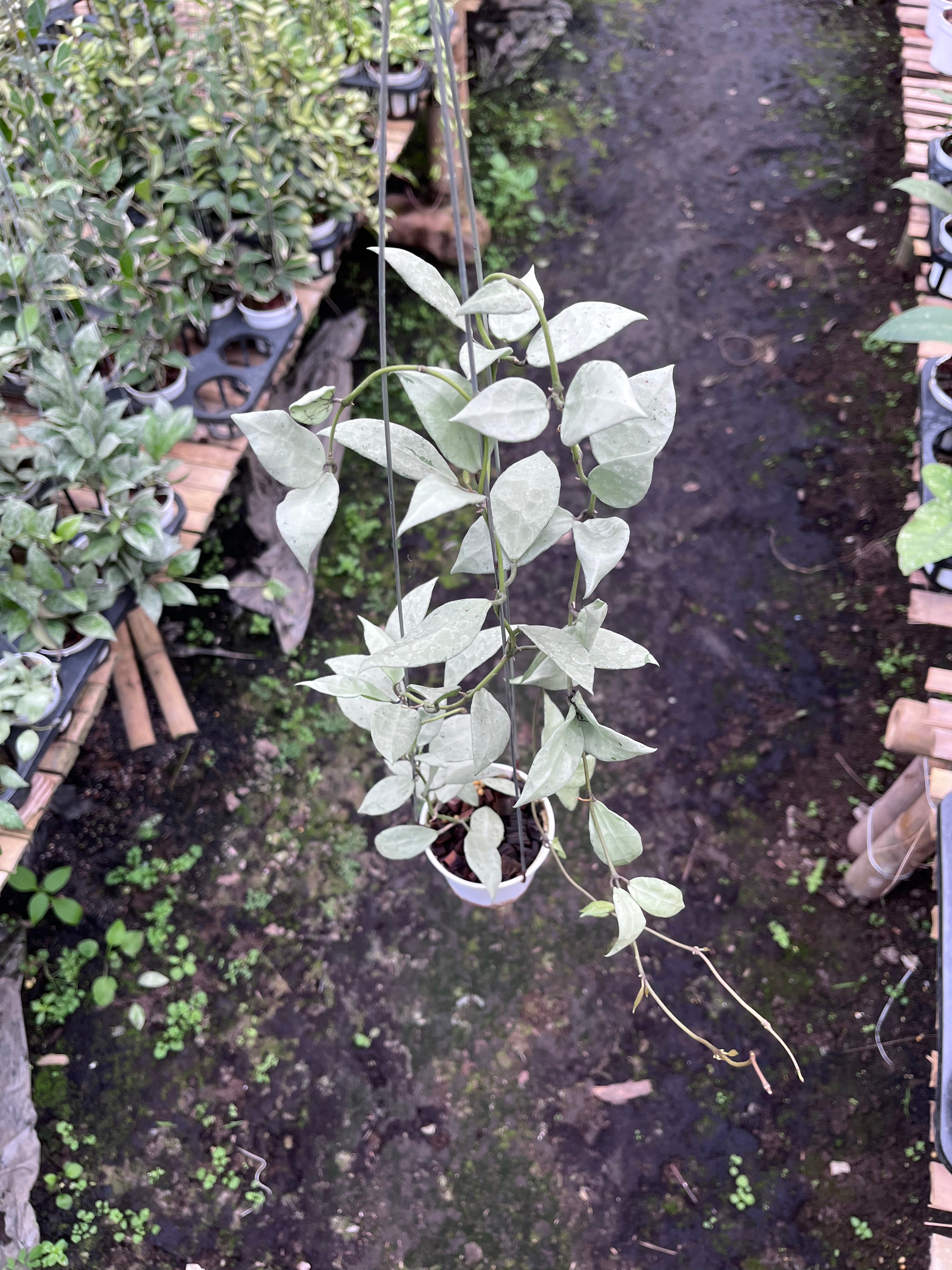 Hoya Lacunosa Heart Shape Leaf