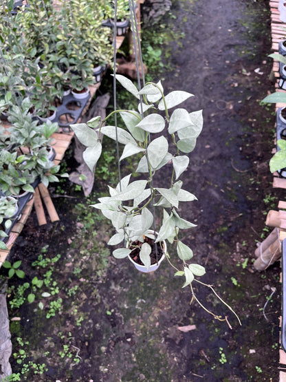 Hoya Lacunosa Heart Shape Leaf