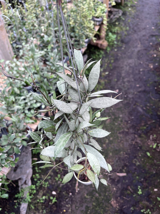 Hoya Lacunosa White Pearl