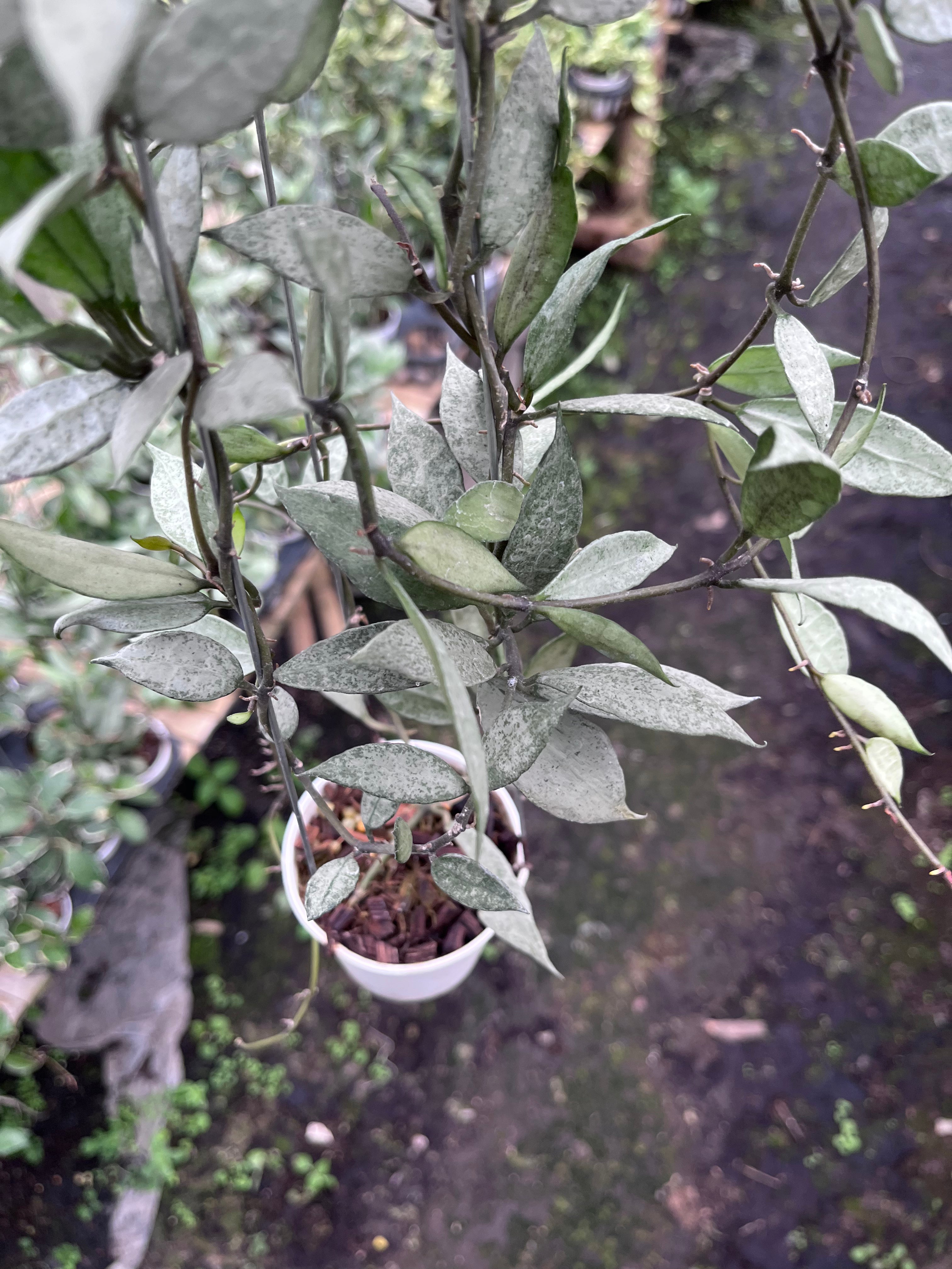 Hoya Lacunosa White Pearl