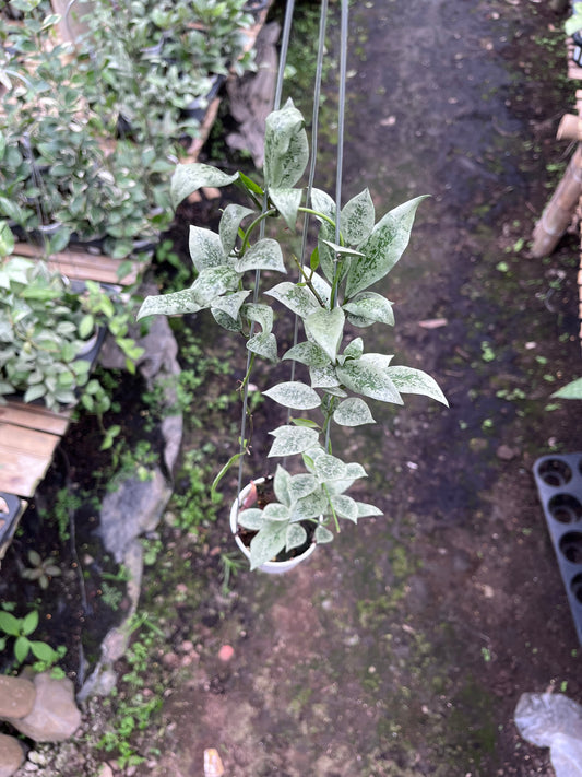 Hoya Lacunosa Leopard Skin