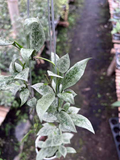 Hoya Lacunosa Leopard Skin