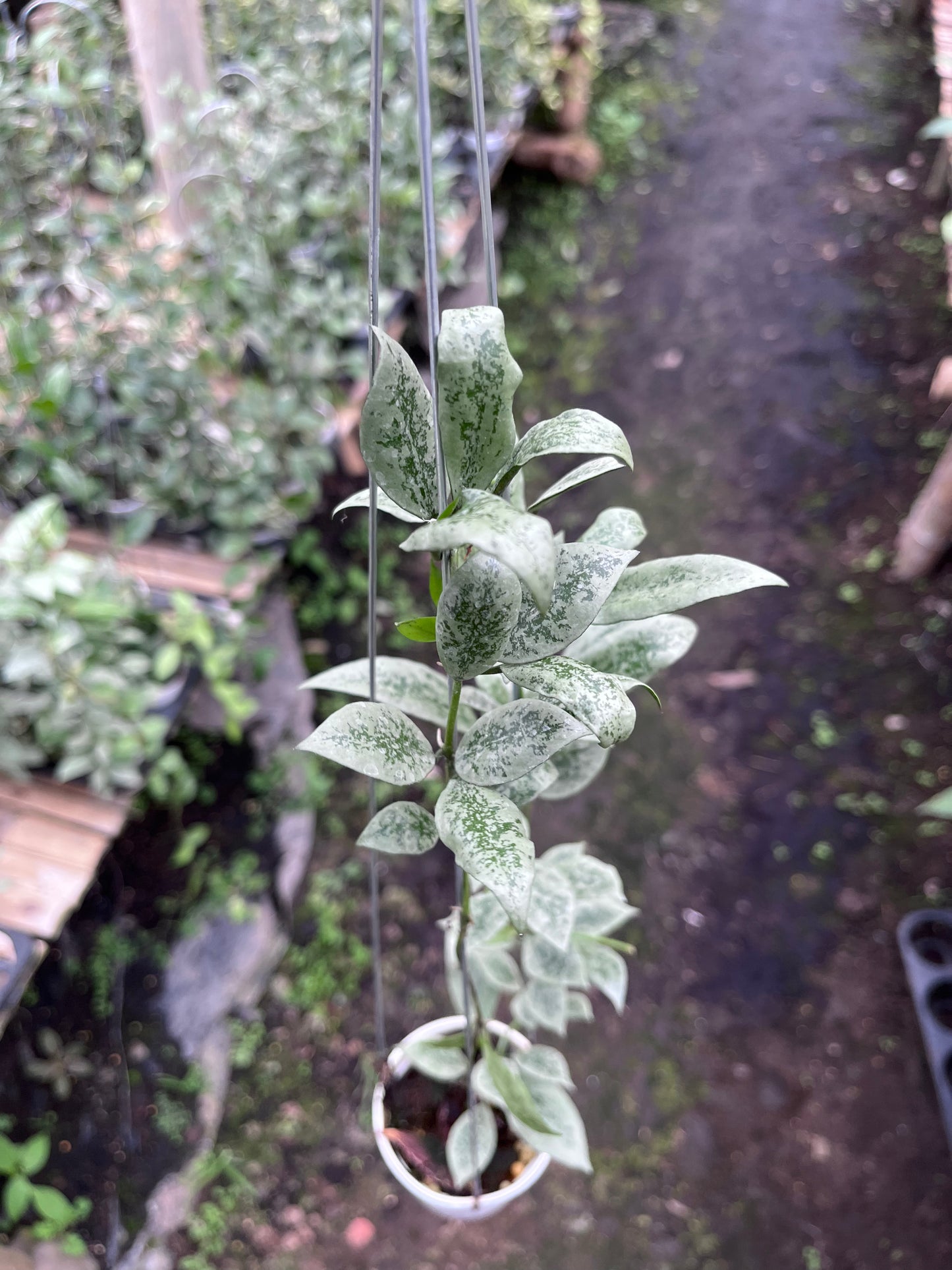 Hoya Lacunosa Leopard Skin