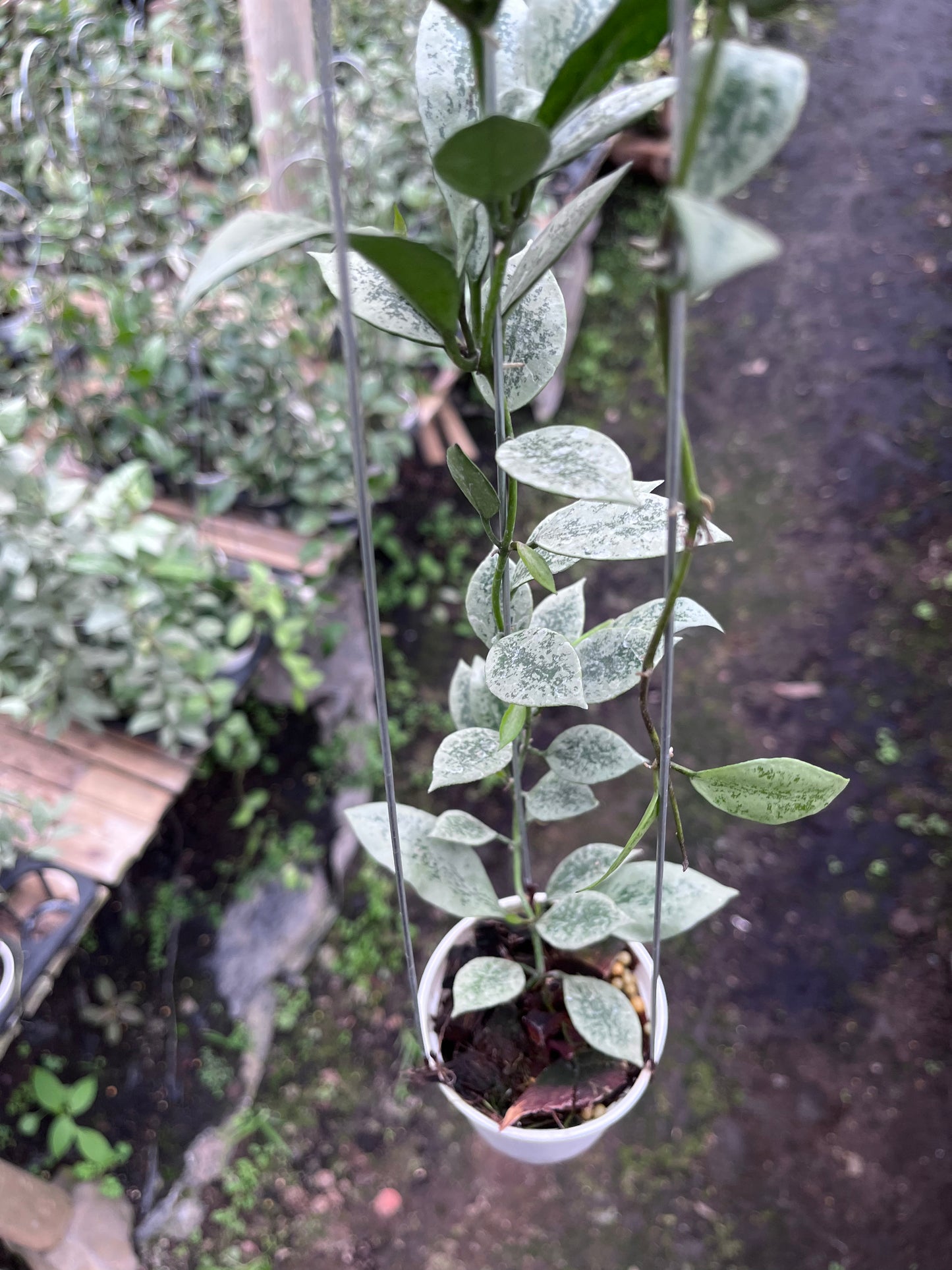 Hoya Lacunosa Leopard Skin