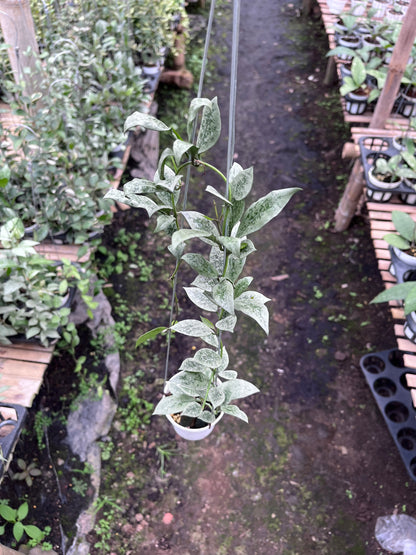 Hoya Lacunosa Leopard Skin