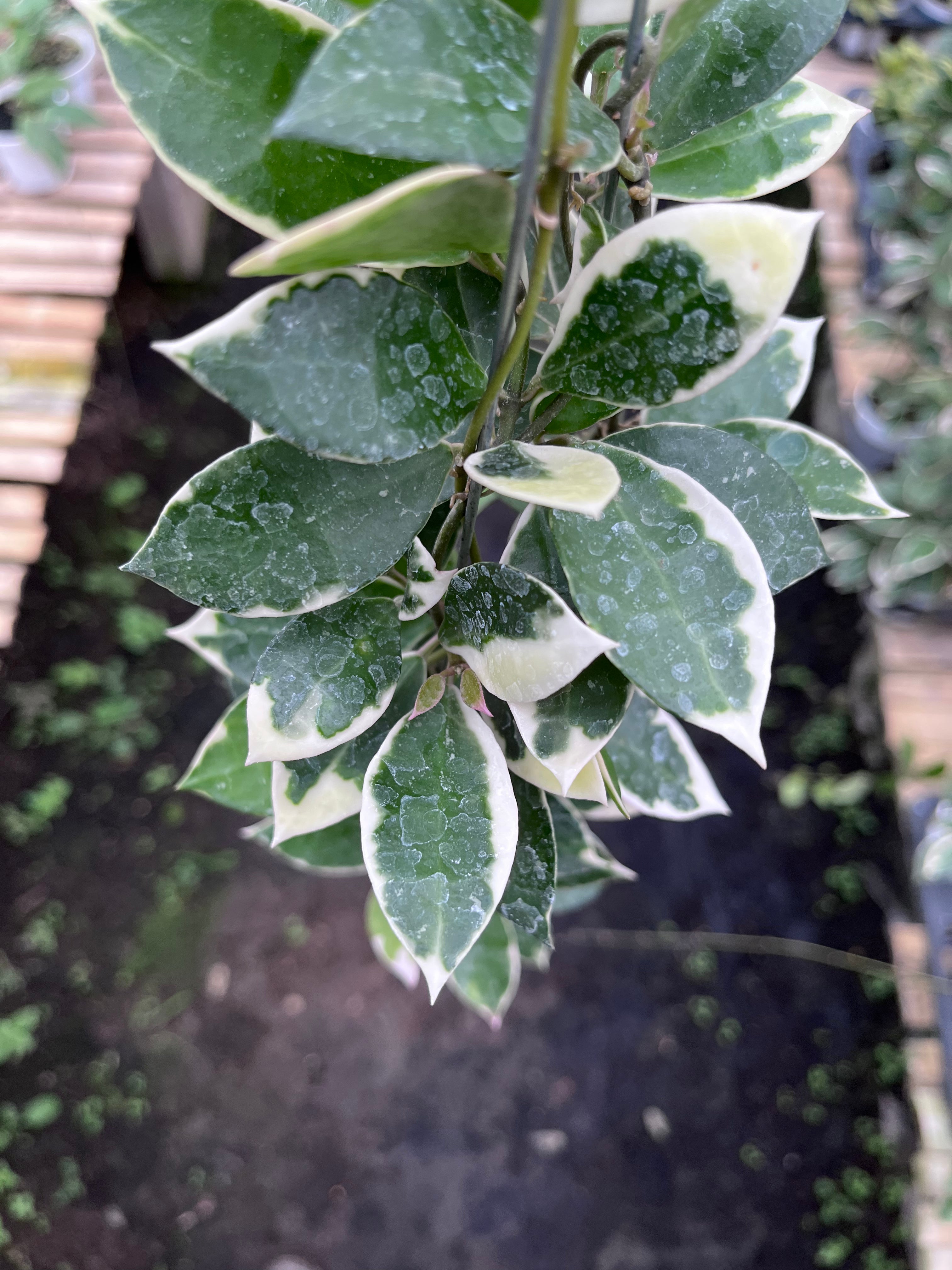Hoya Lacunosa Asami Wonosobo
