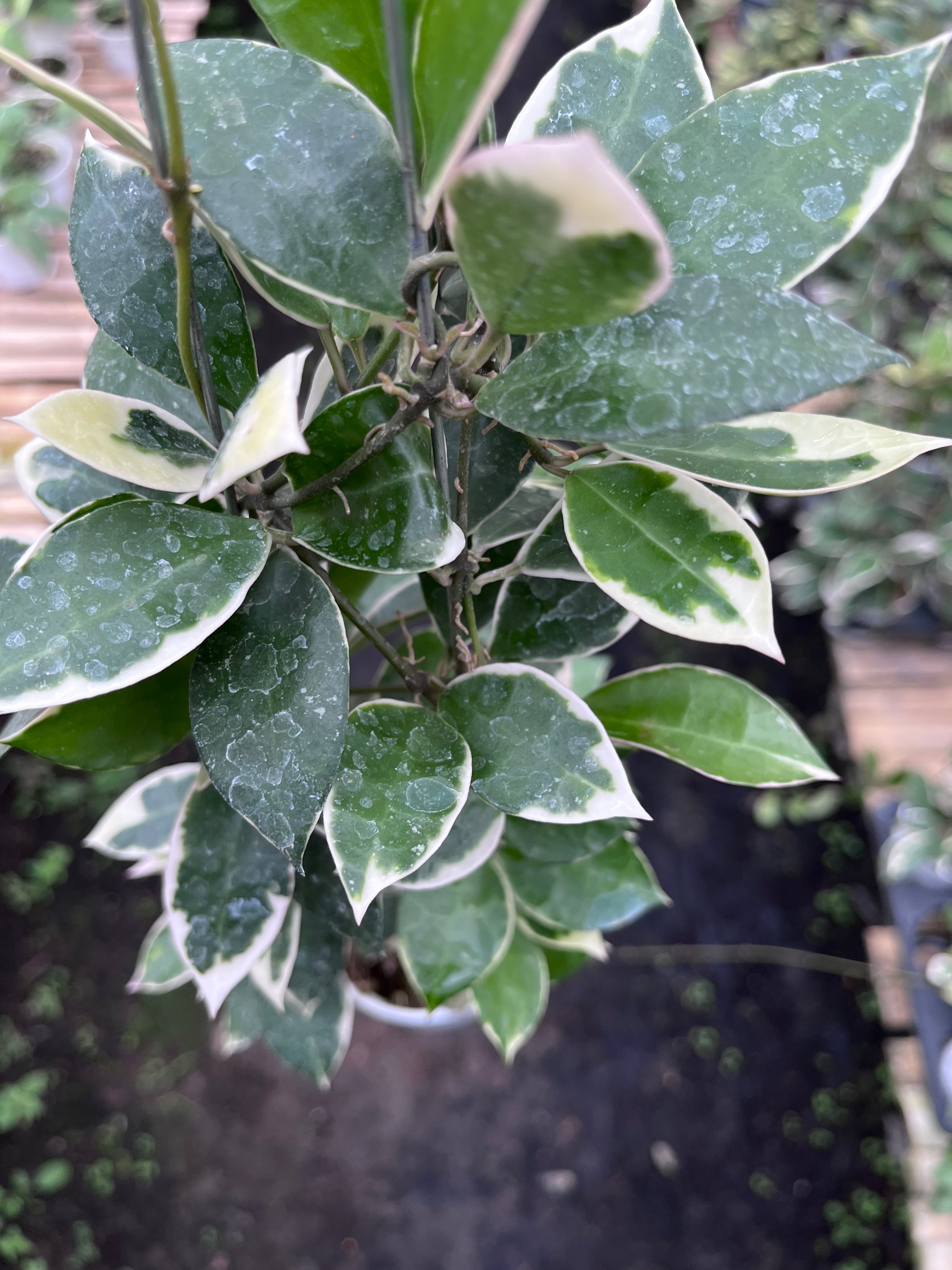 Hoya Lacunosa Asami Wonosobo