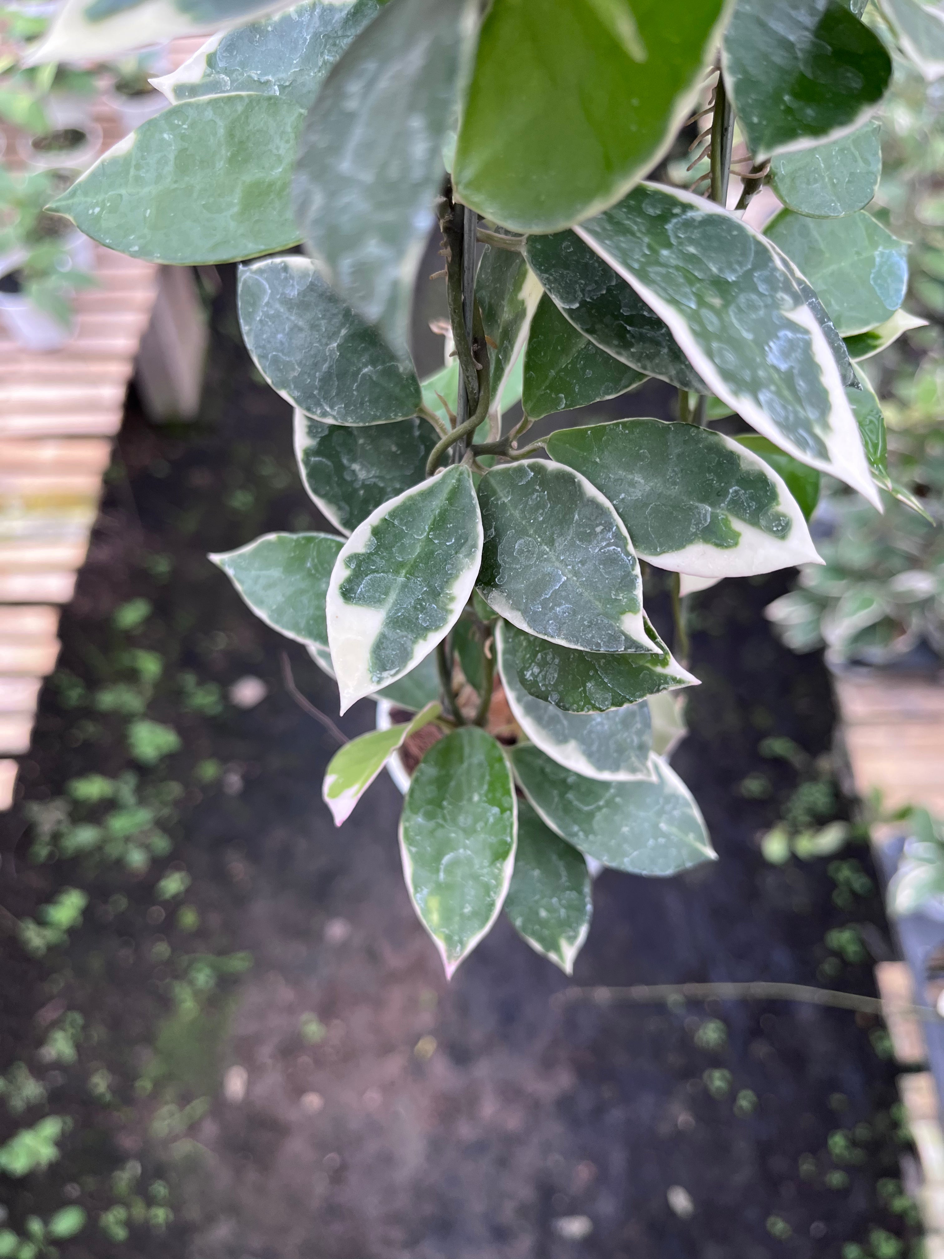 Hoya Lacunosa Asami Wonosobo