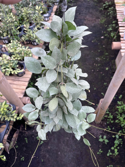 Hoya Lacunosa Silver Mini Coin