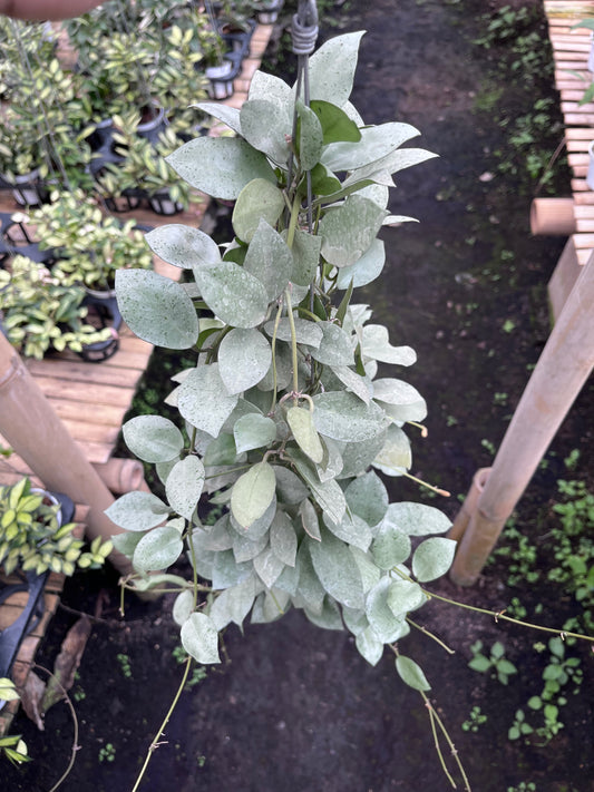 Hoya Lacunosa Silver Mini Coin