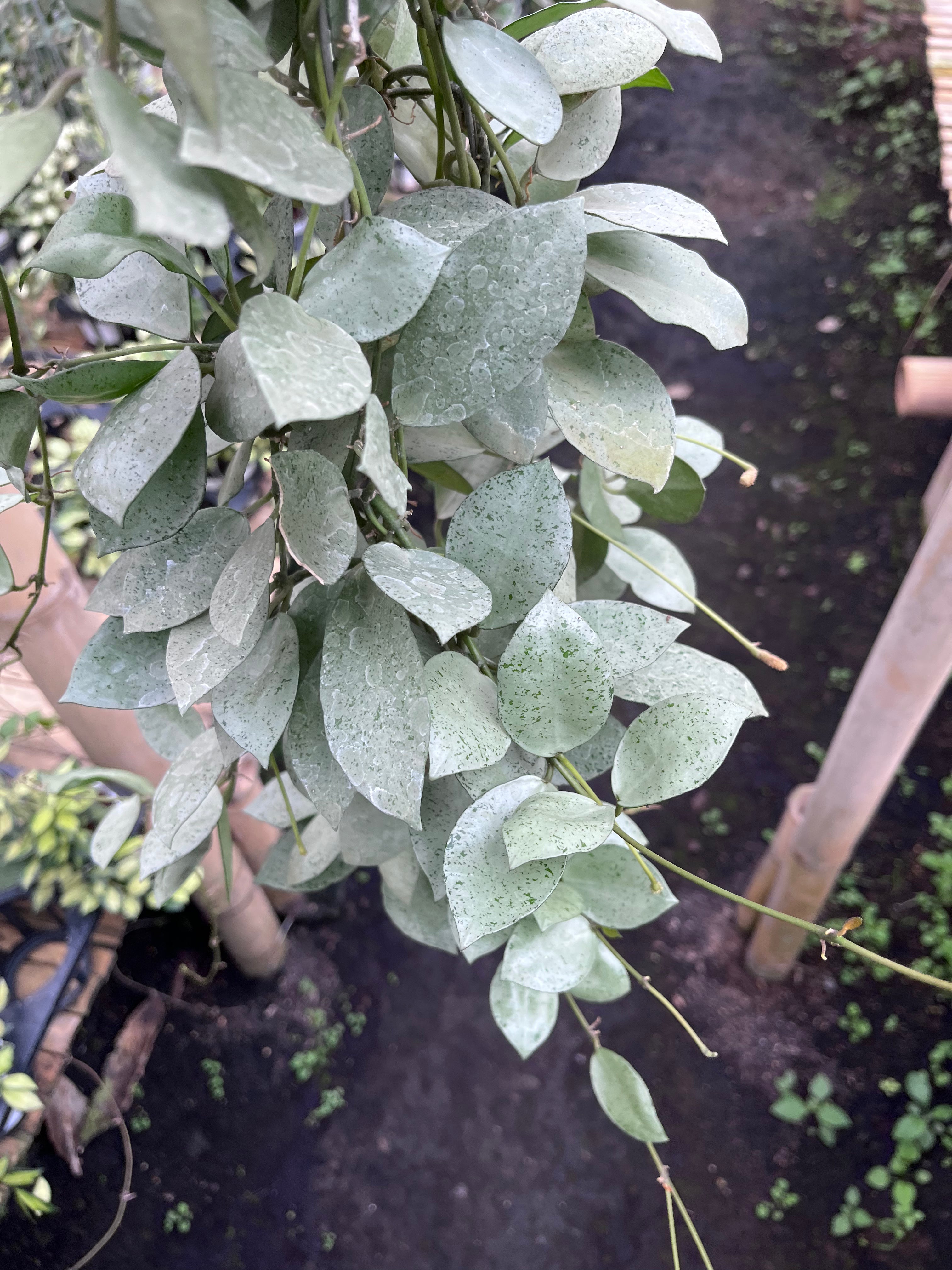 Hoya Lacunosa Silver Mini Coin